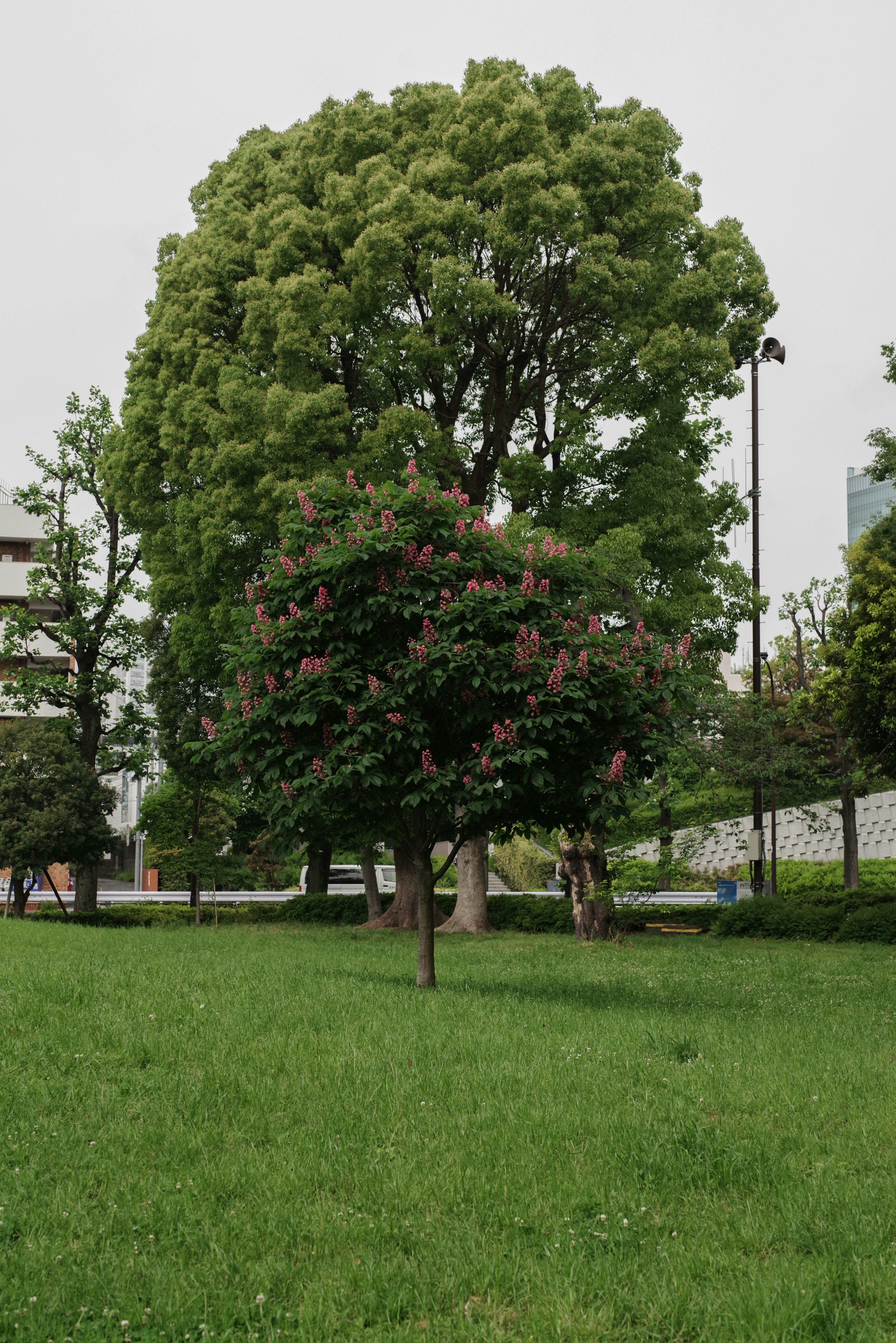 トチノキの花が咲く公園の草むらと木々