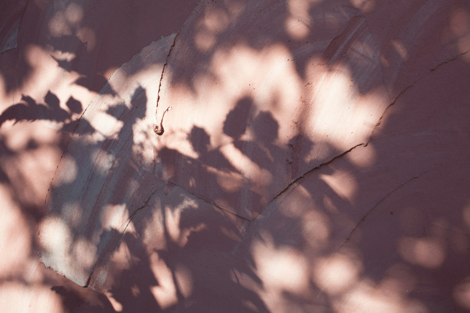 Shadows of leaves projected on a soft-colored wall