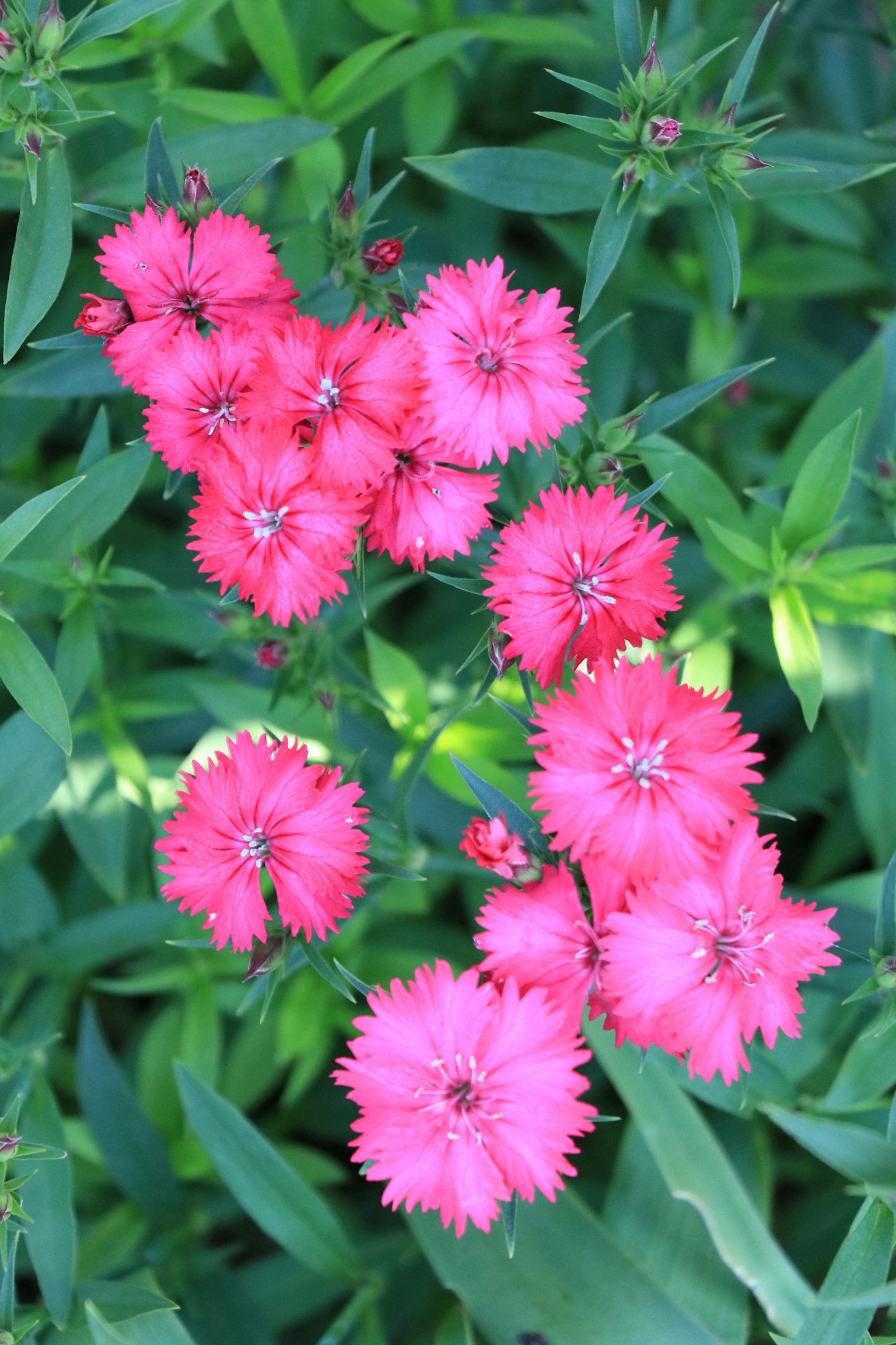 Vibrant pink flowers blooming amidst green foliage