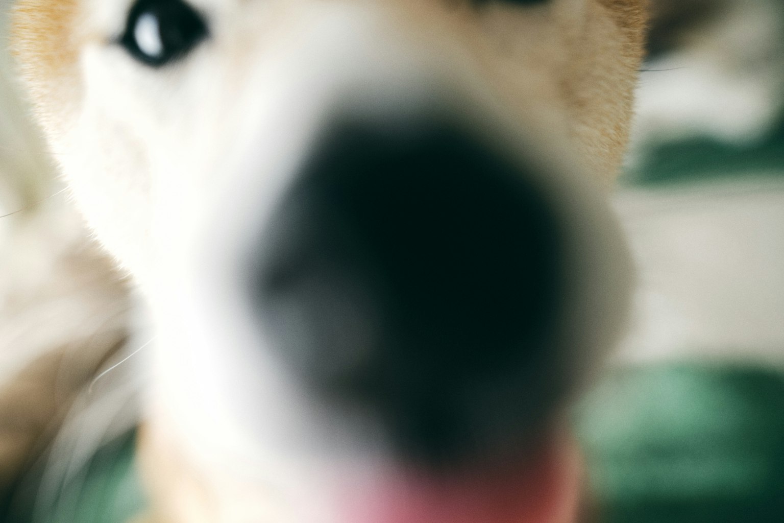 Primo piano di un cane che si avvicina alla fotocamera con sfondo sfocato