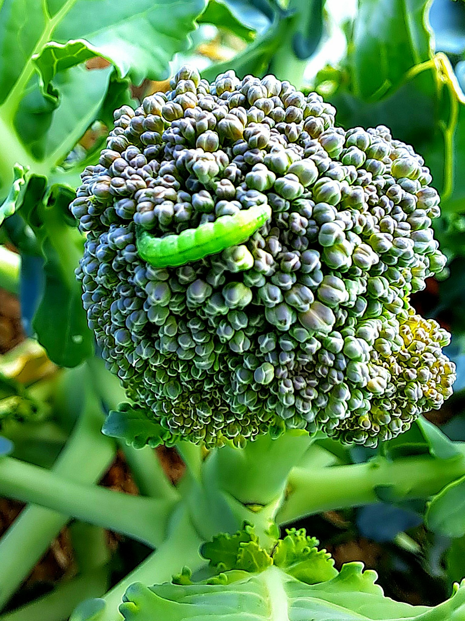 Chenille verte sur une tête de brocoli entourée de feuilles