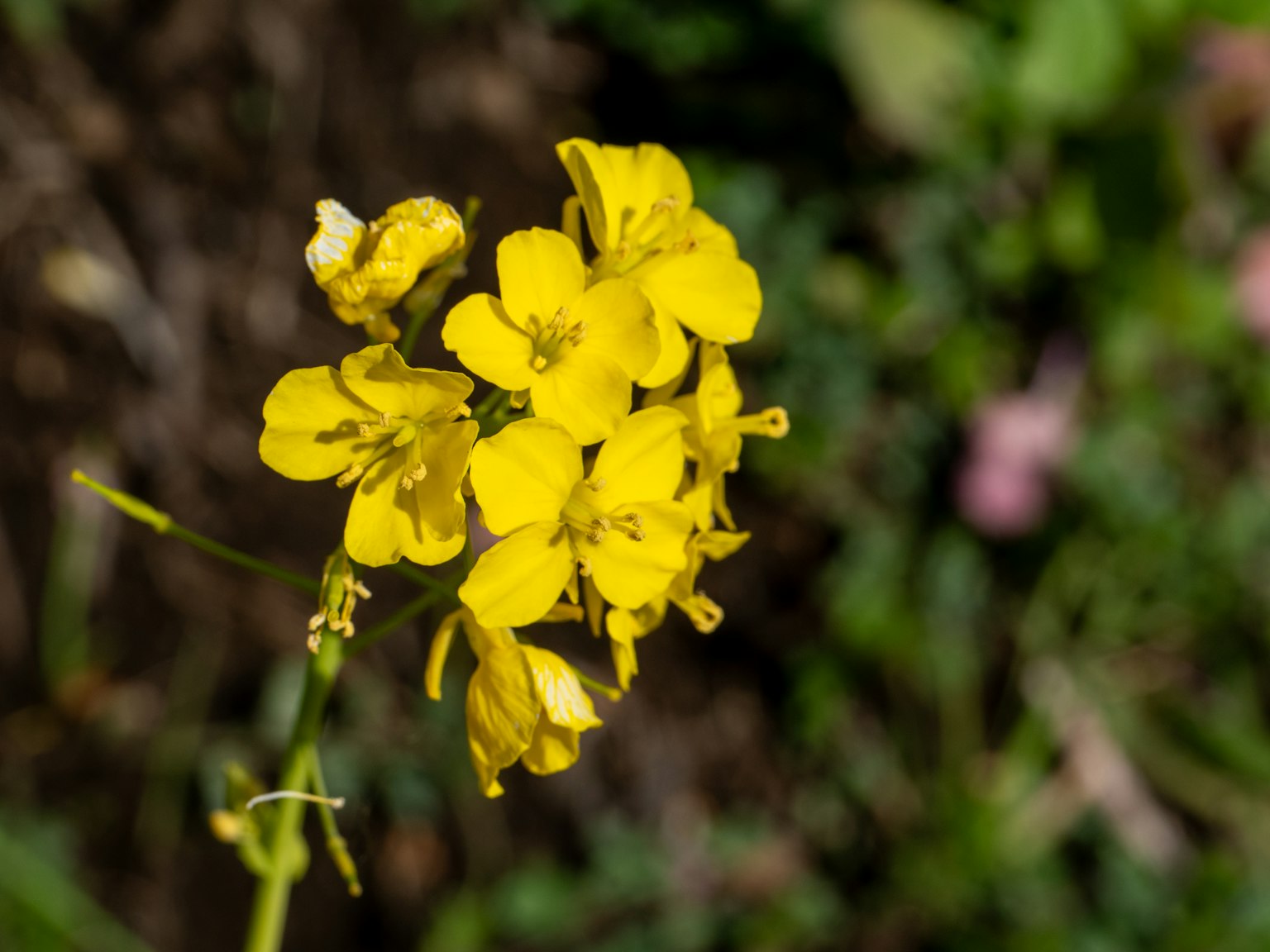 Nahaufnahme von leuchtend gelben Blumen vor grünem Hintergrund