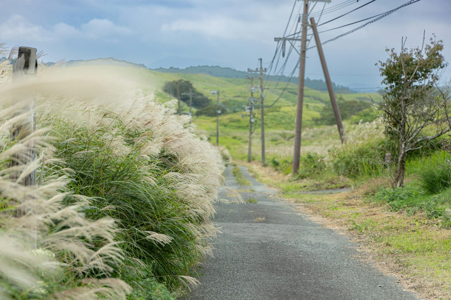 Strada rurale circondata da erba alta e linee elettriche