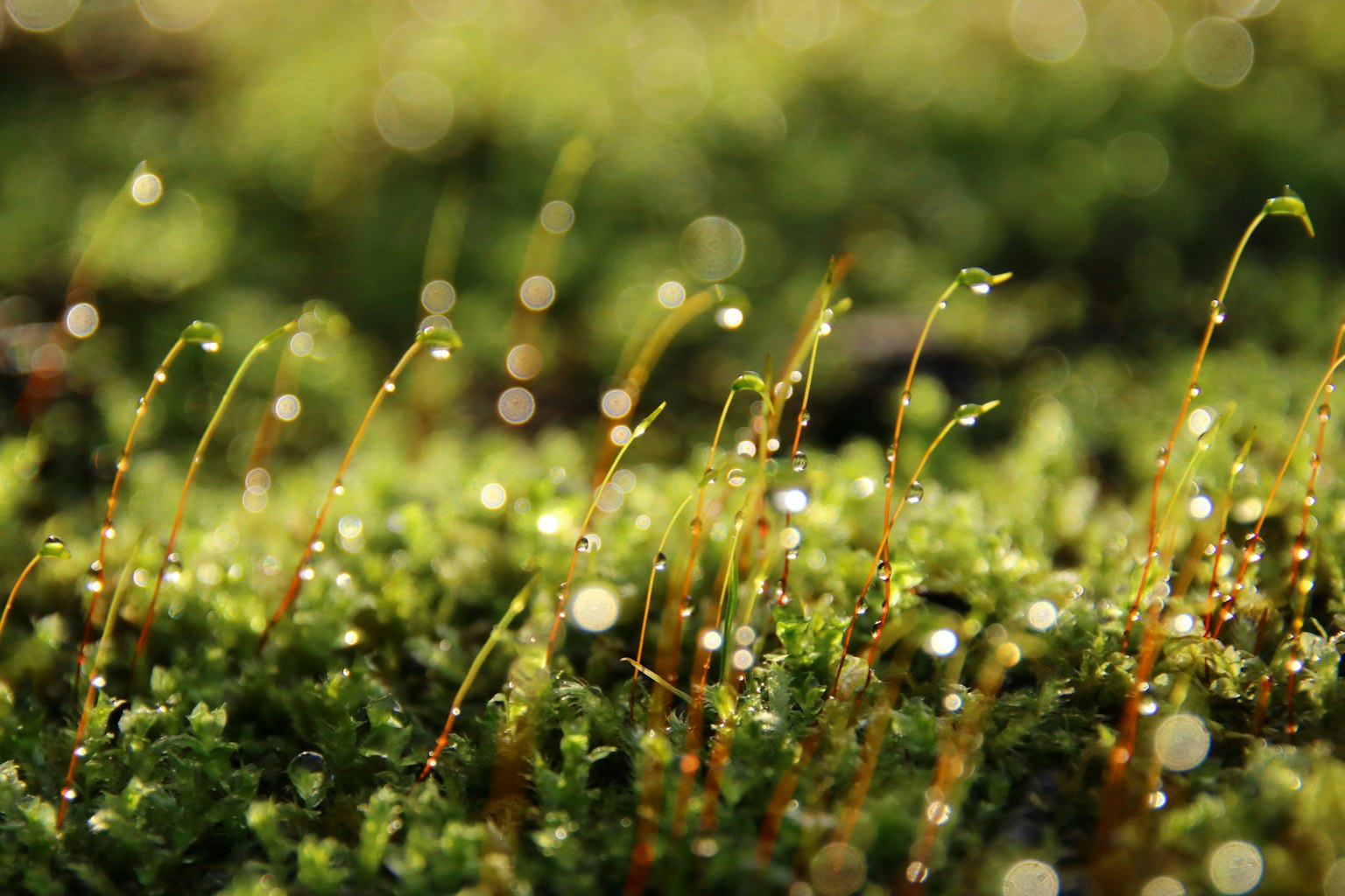 绿色苔藓特写，细茎上有水滴