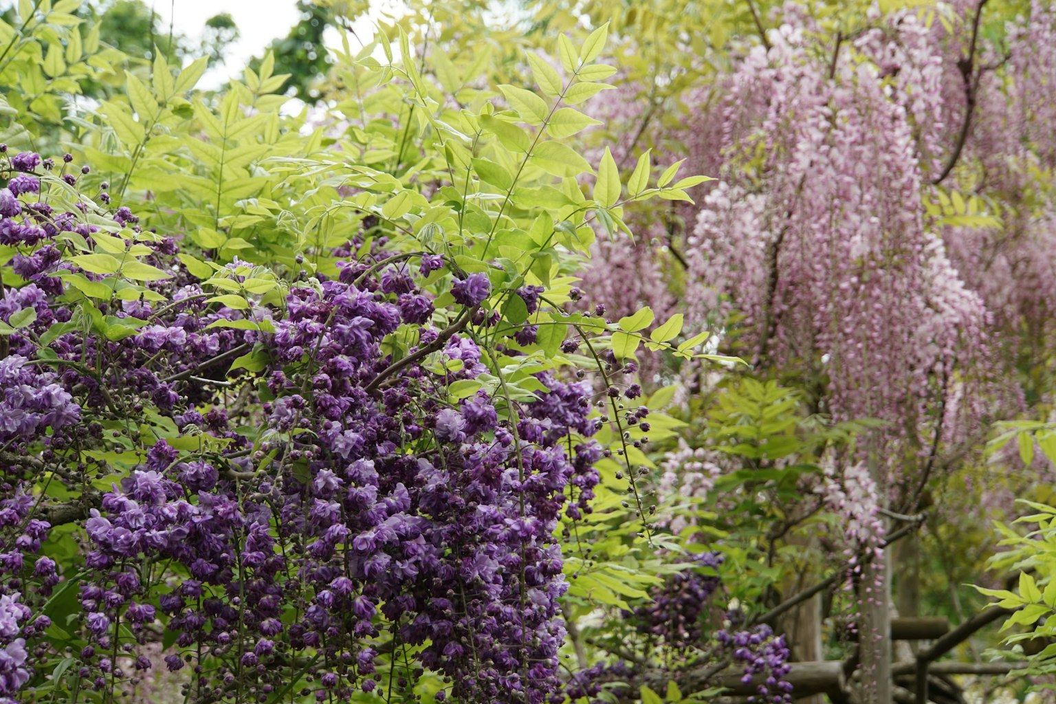 Schöne lila Wisteria-Blüten harmonieren mit grünen Blättern