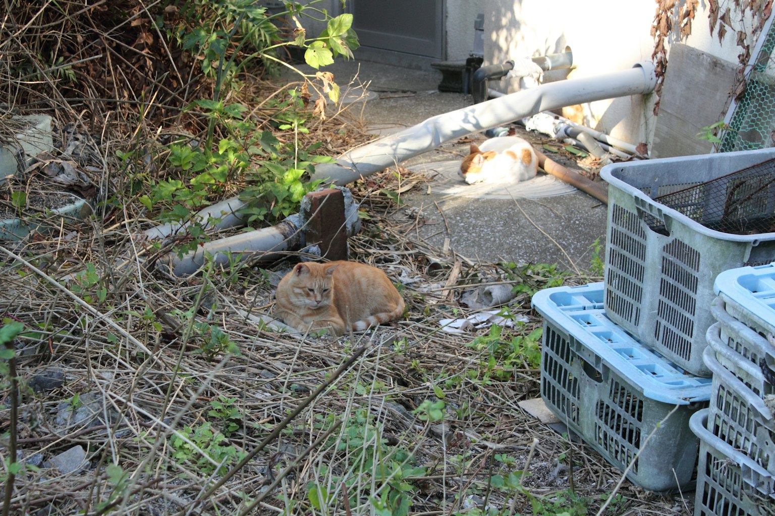 一只棕色猫在废物和篮子旁边晒太阳