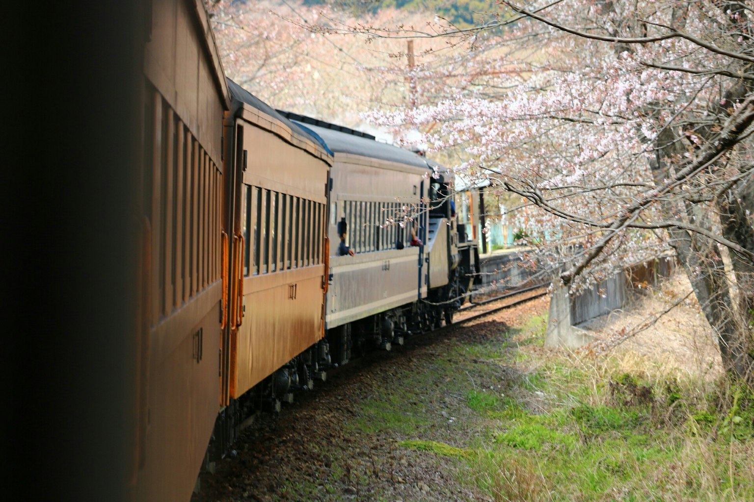 Kereta yang melewati pohon sakura