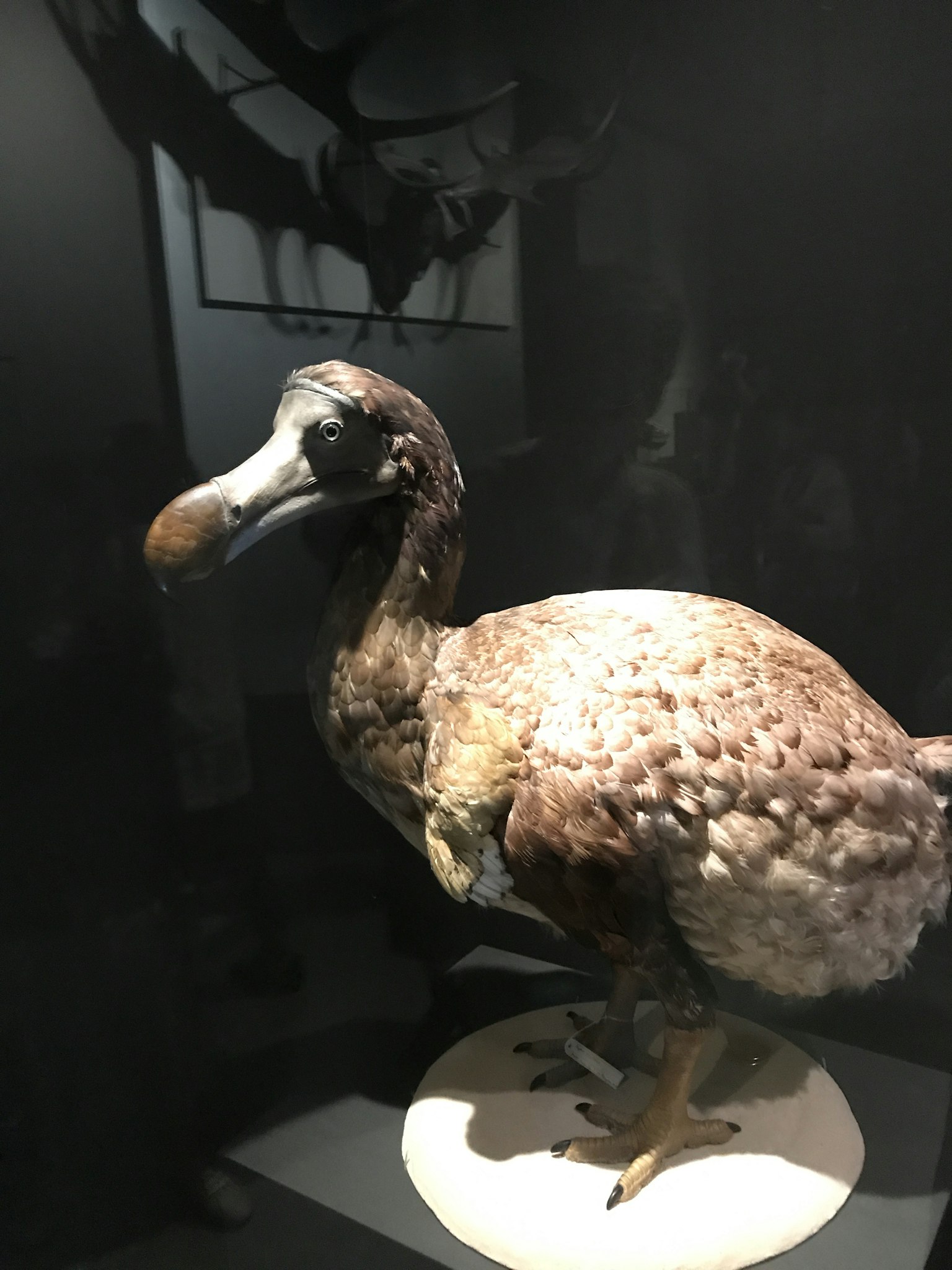 Museum display featuring a mounted dodo bird