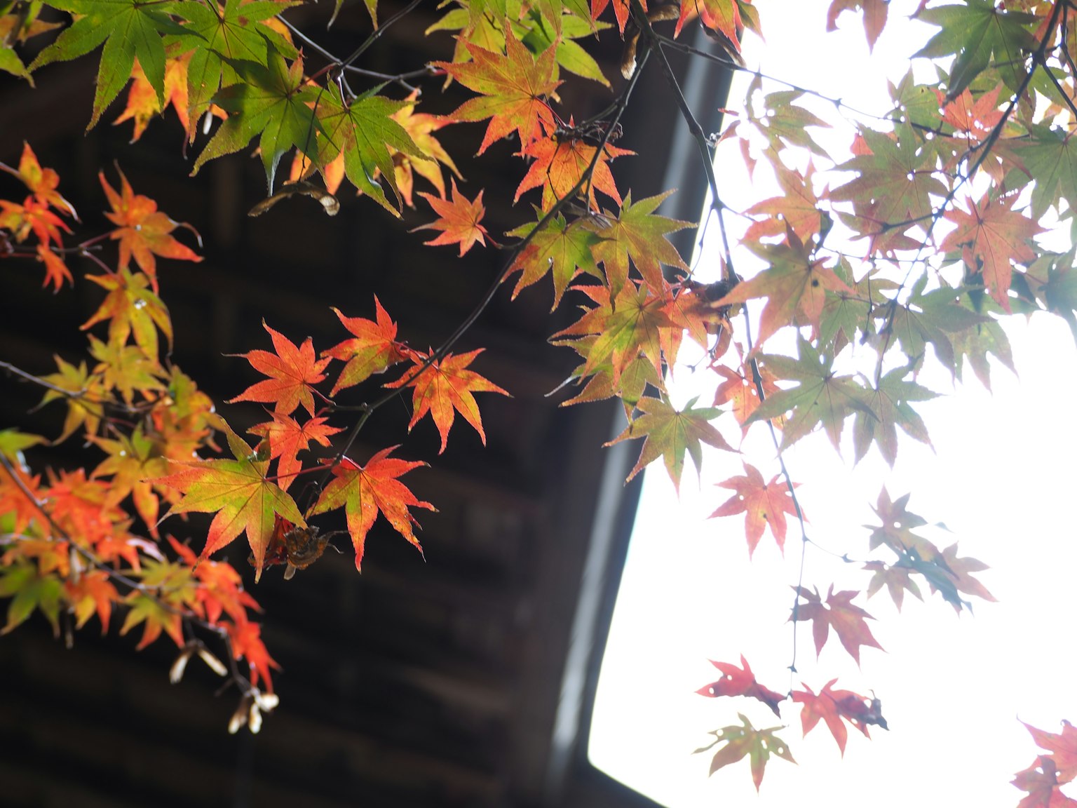 Branches d'un érable avec des feuilles rouges et orange contre un toit