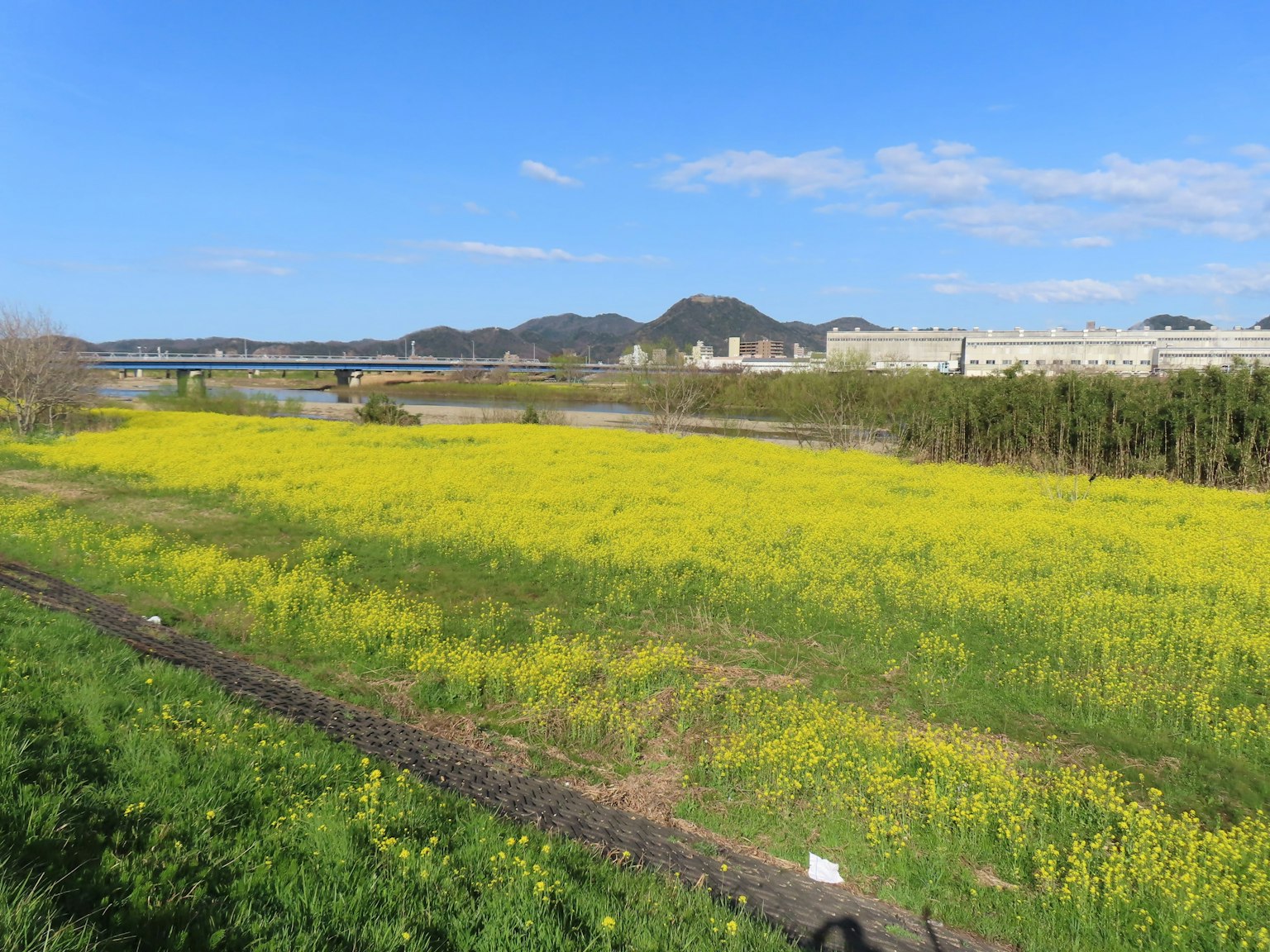 一片黄色花朵的广阔田野在晴朗的蓝天下