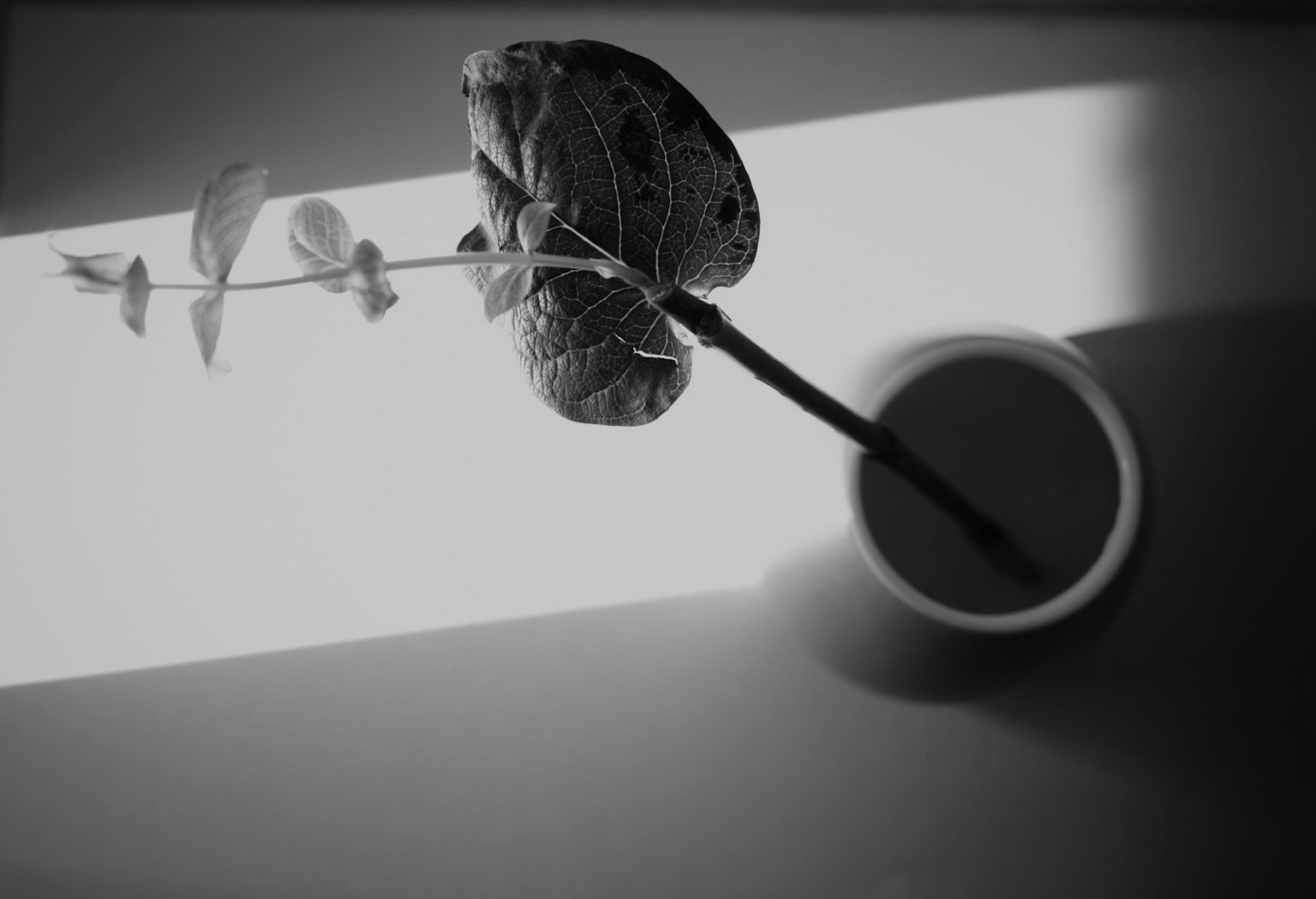 Silhouette di una pianta in vaso con foglie su sfondo bianco e nero