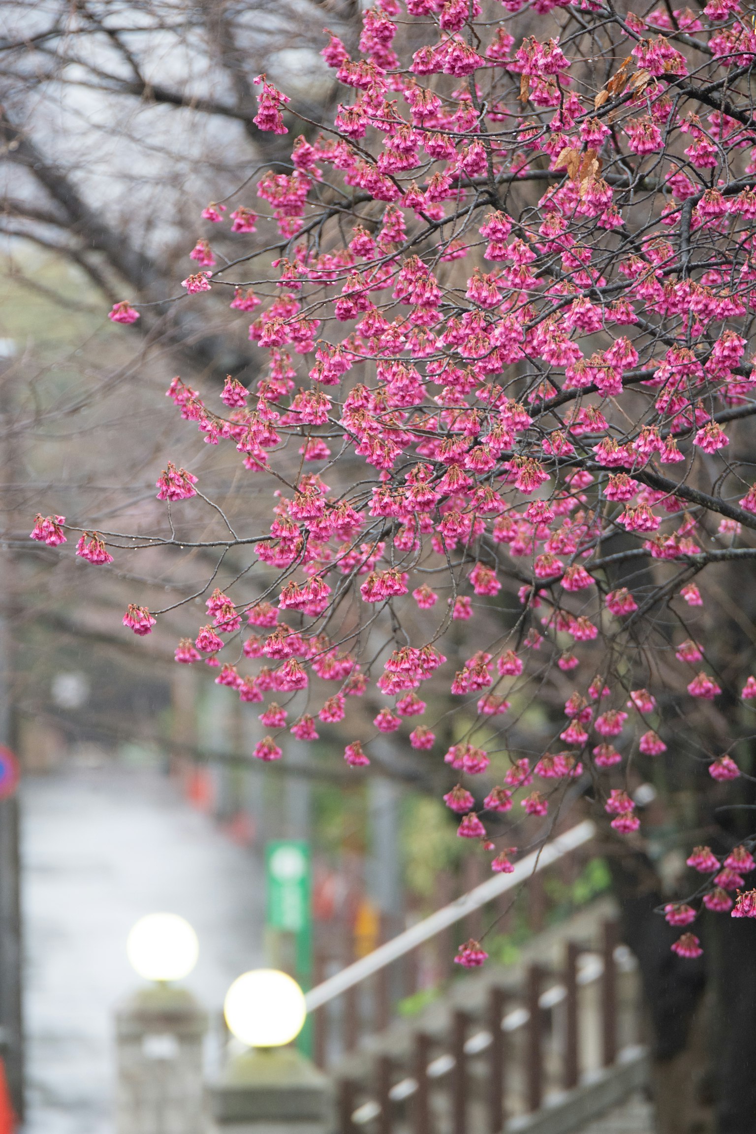 Branches of a tree with pink blossoms beside a wet pathway