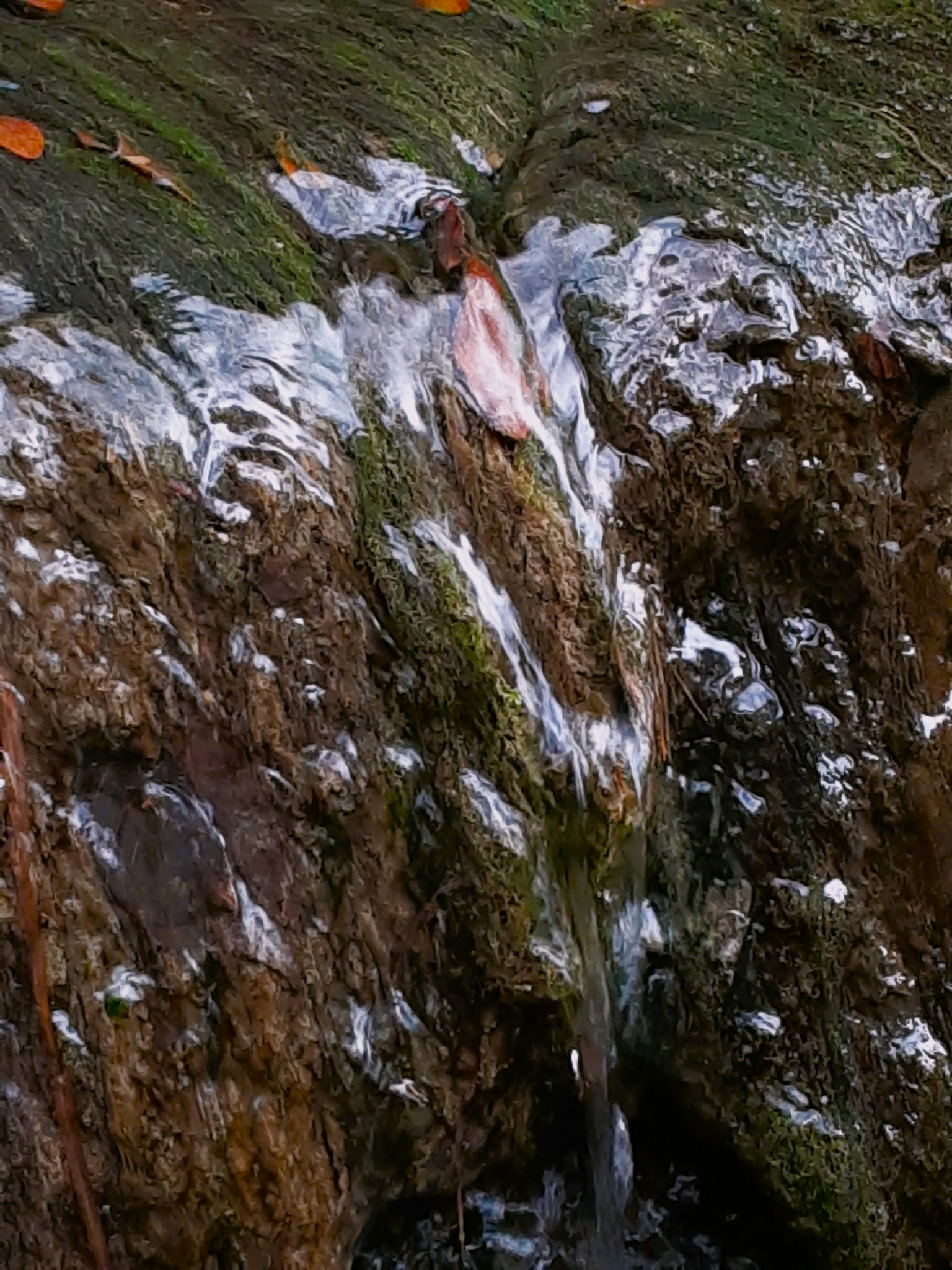 水流過一塊有苔蘚和樹葉的岩石