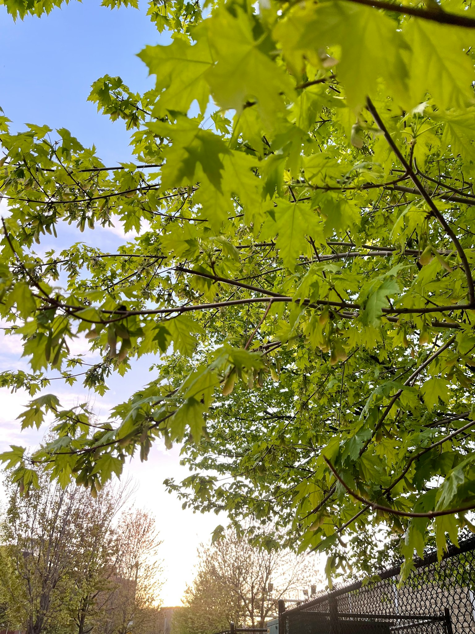 Photo capturant des feuilles vertes luxuriantes contre un ciel bleu