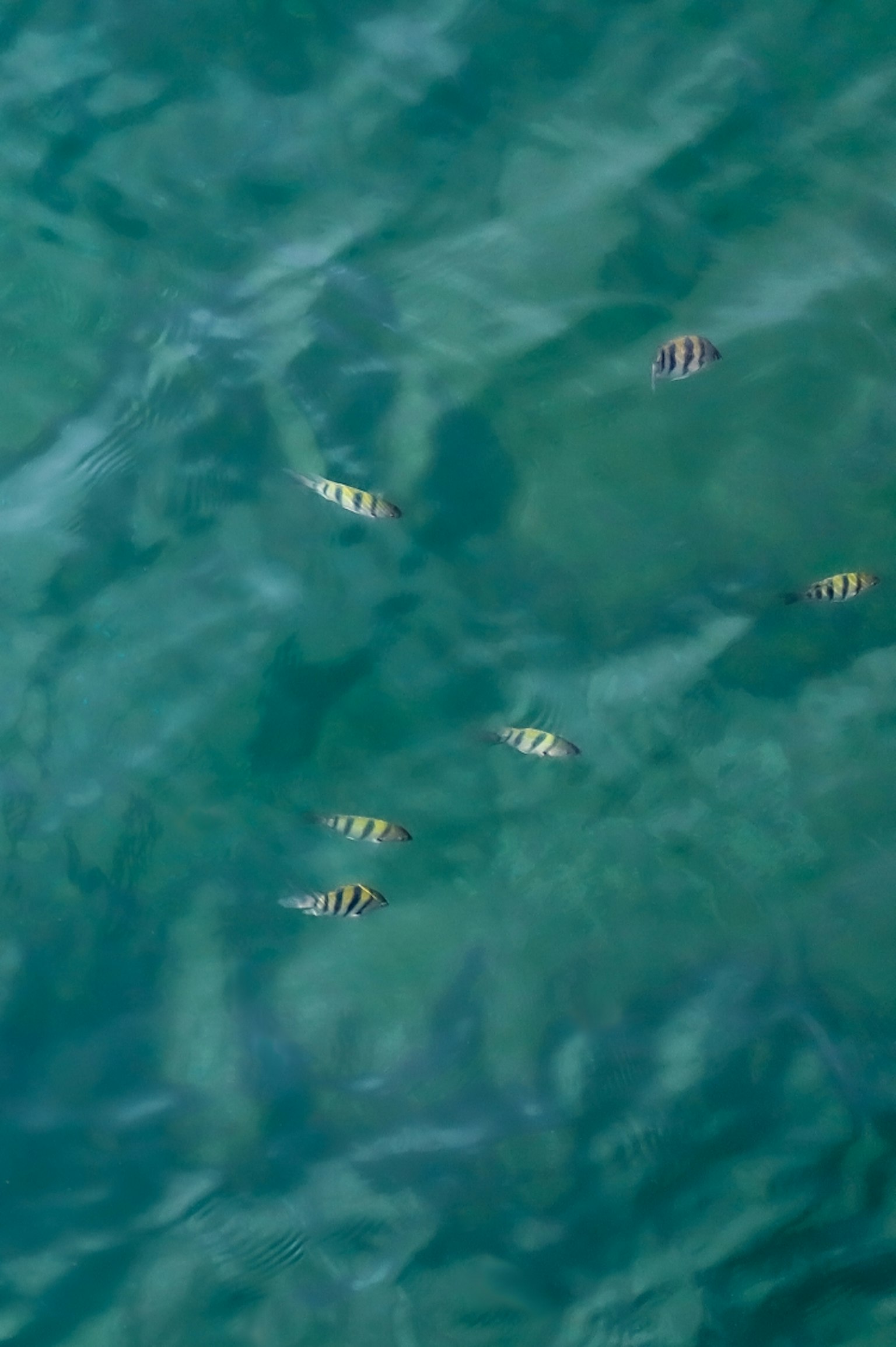 在清澈水中游動的五彩斑斕的魚群