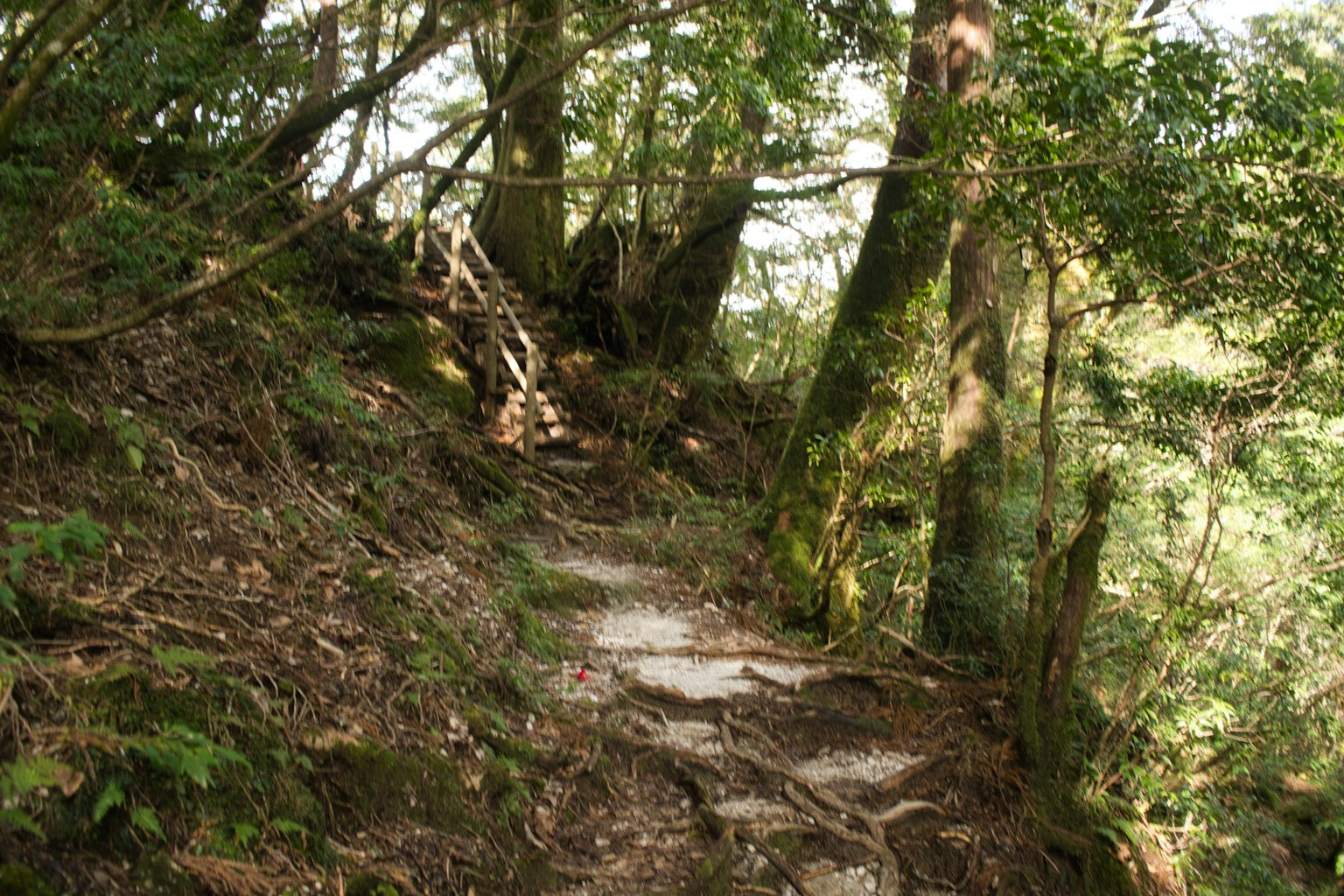 Imagen de un camino estrecho que serpentea a través de un bosque verde