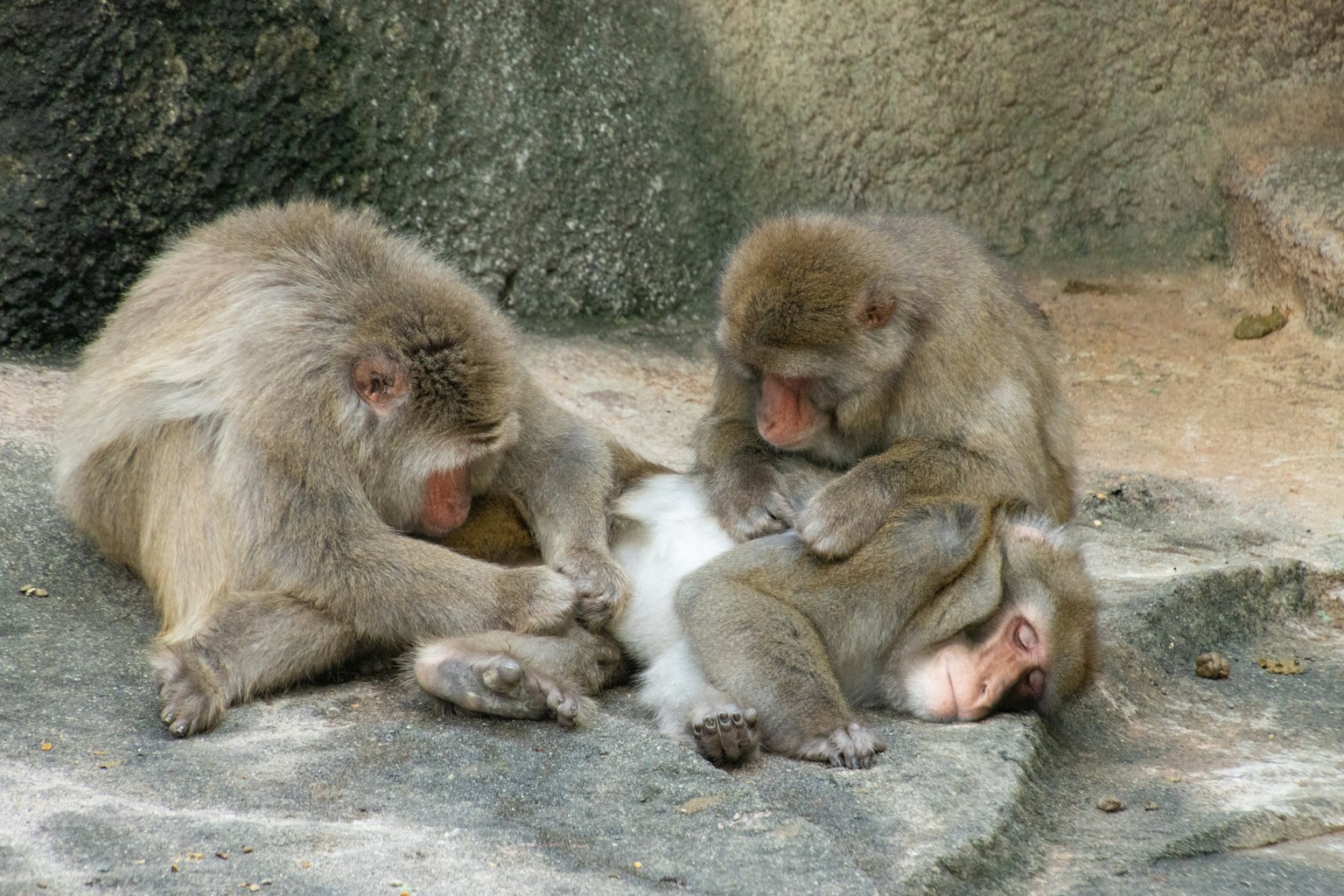 Trois singes interagissant de manière ludique sur une surface rocheuse