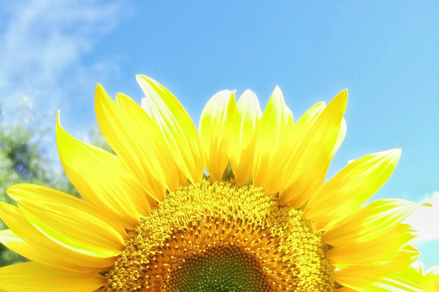Gros plan d'un tournesol brillant sous un ciel bleu