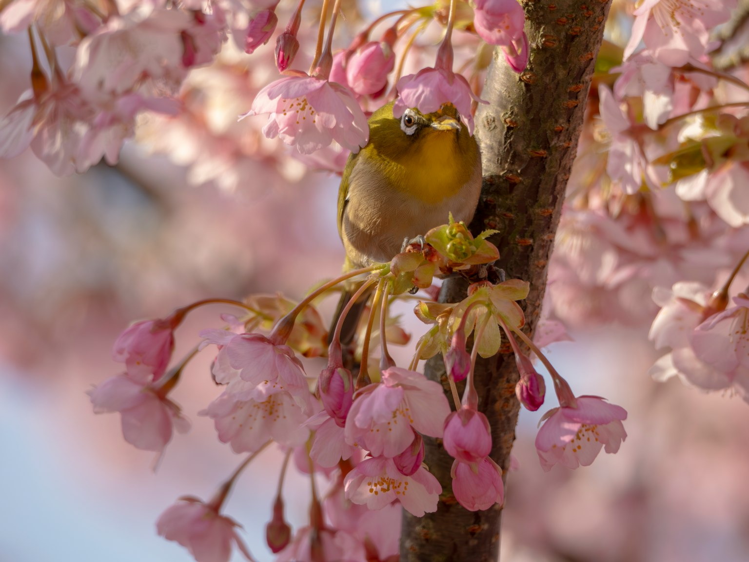 A small bird surrounded by cherry blossoms in a beautiful scene