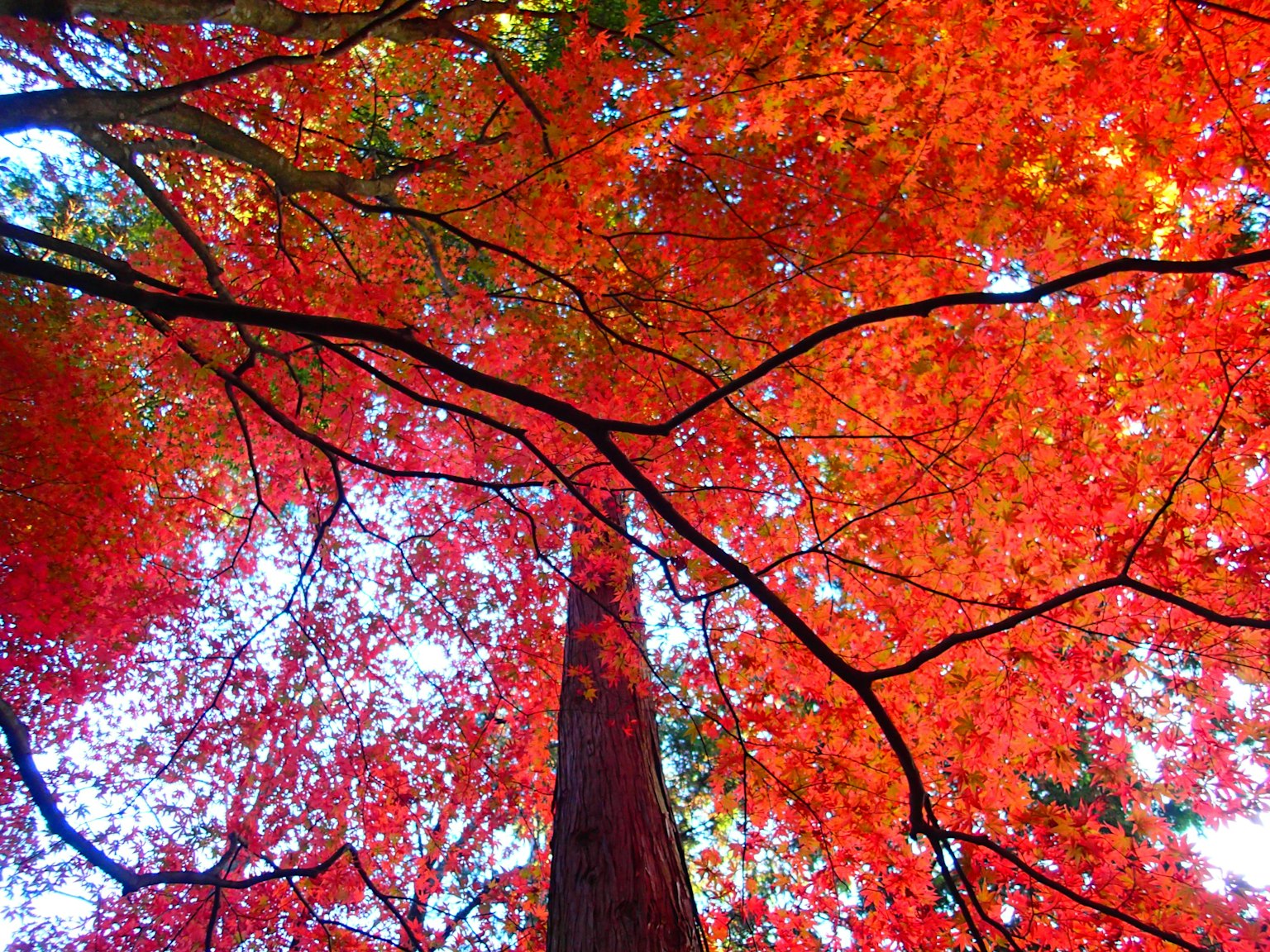 Vista de un árbol cubierto de hojas rojas desde abajo