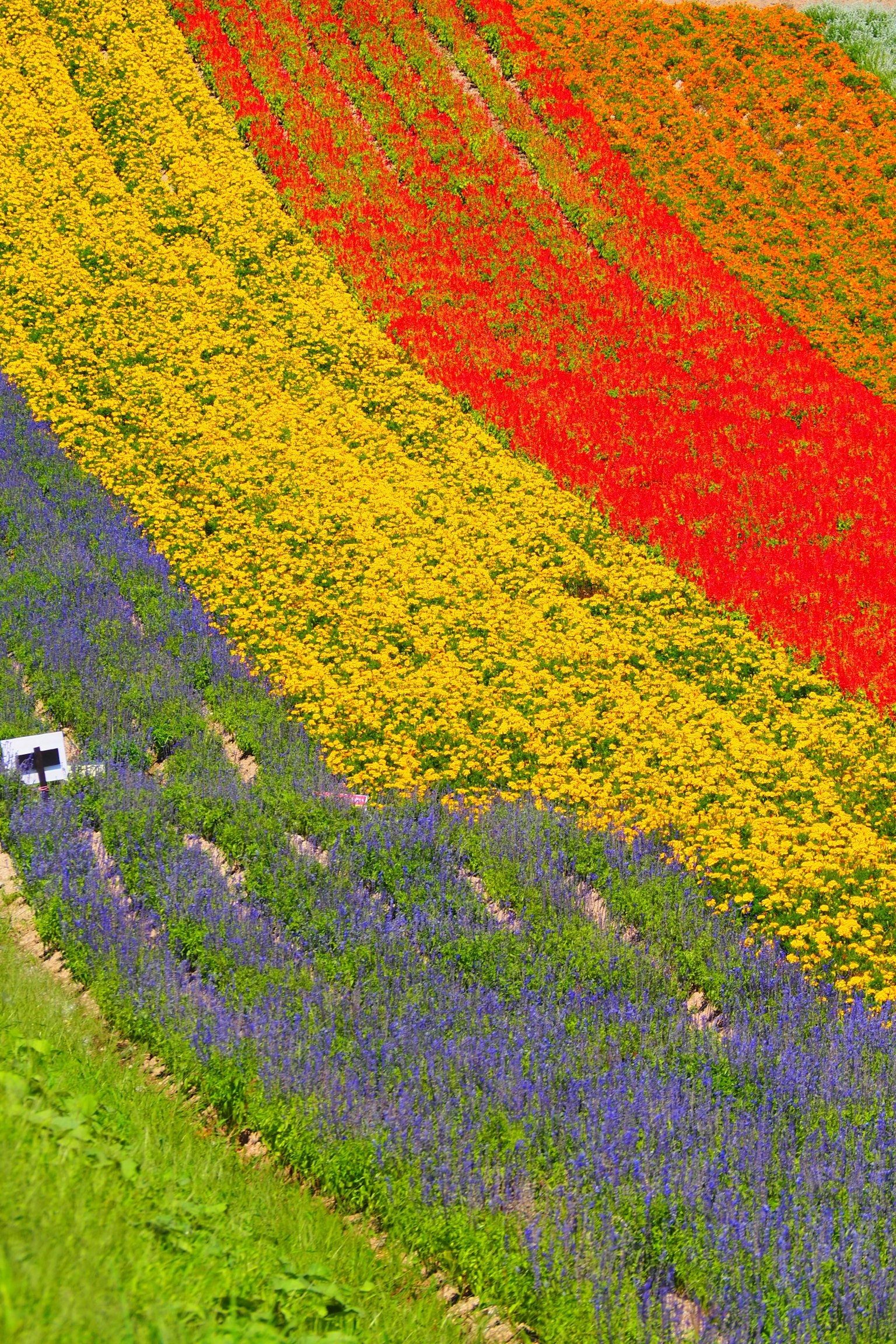 Campos de flores vibrantes dispuestos en franjas coloridas