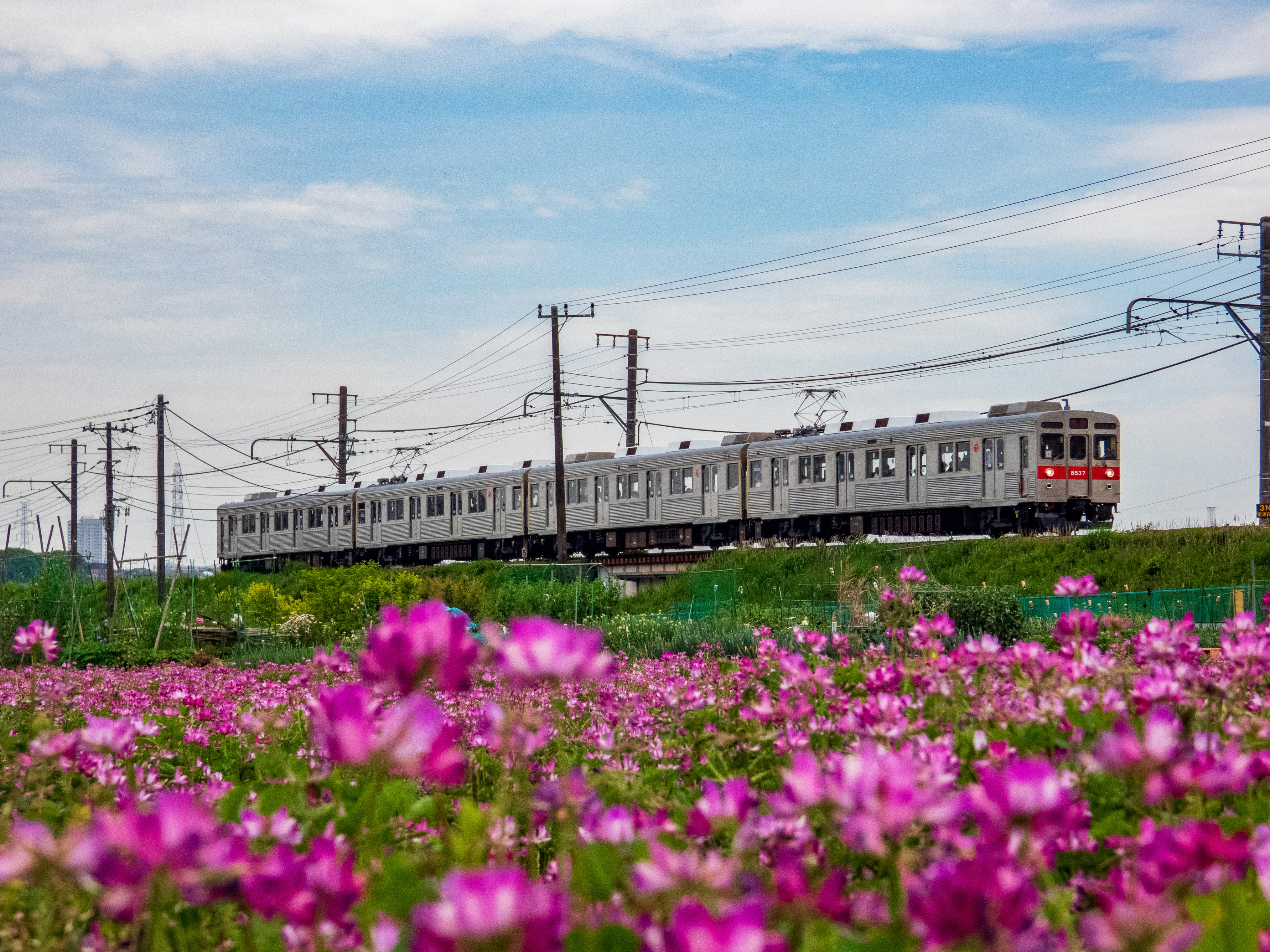 線路沿いに咲く花畑を走る東急8500系の復活車両