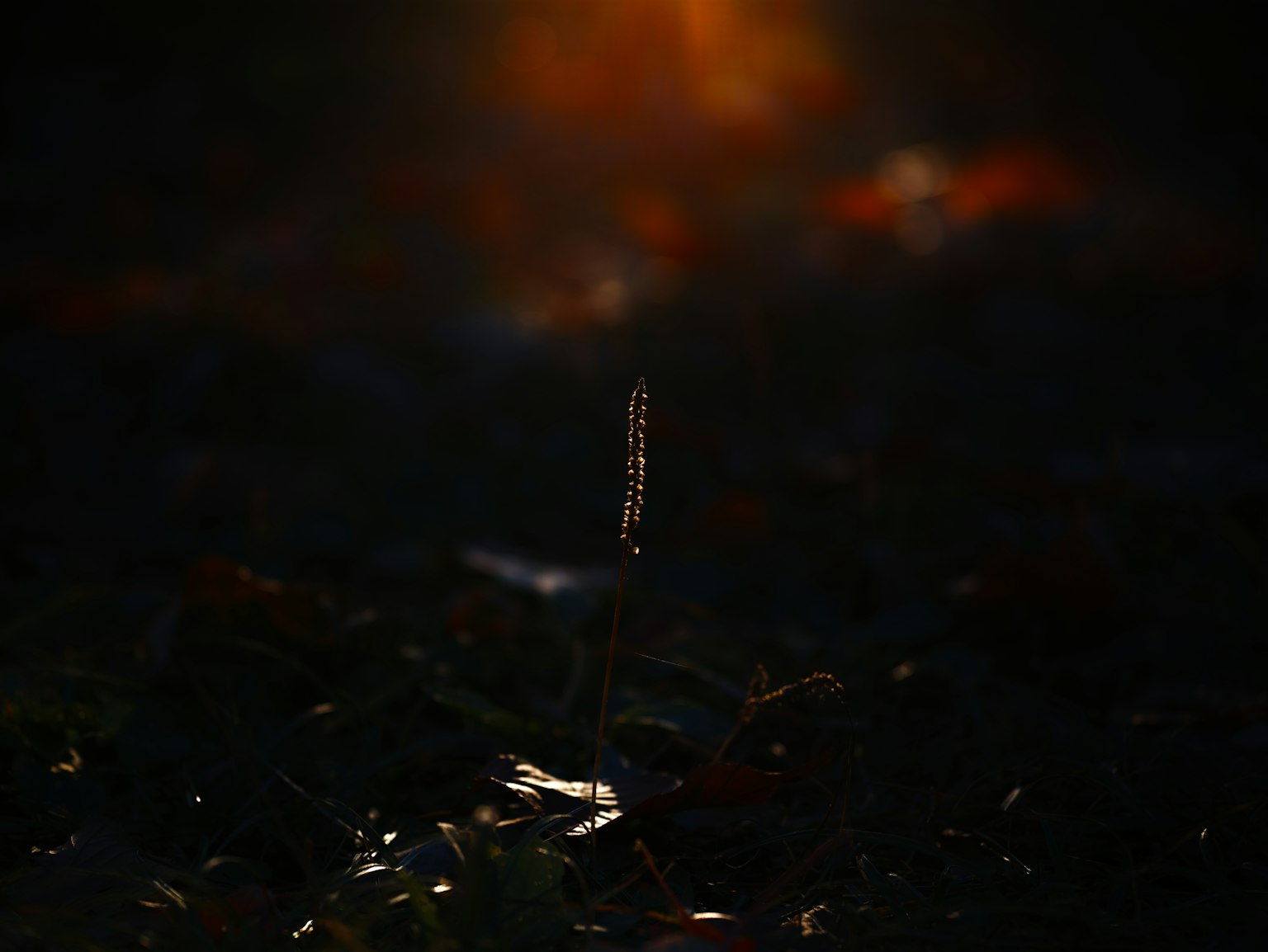 Une tige d'herbe lumineuse sur fond sombre