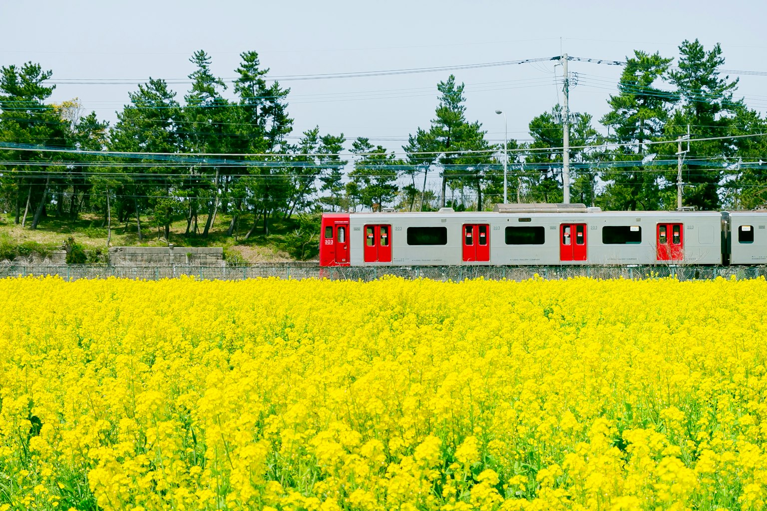 รถไฟที่มีหน้าต่างสีแดงวิ่งผ่านทุ่งดอกไม้สีเหลืองและต้นไม้สีเขียว