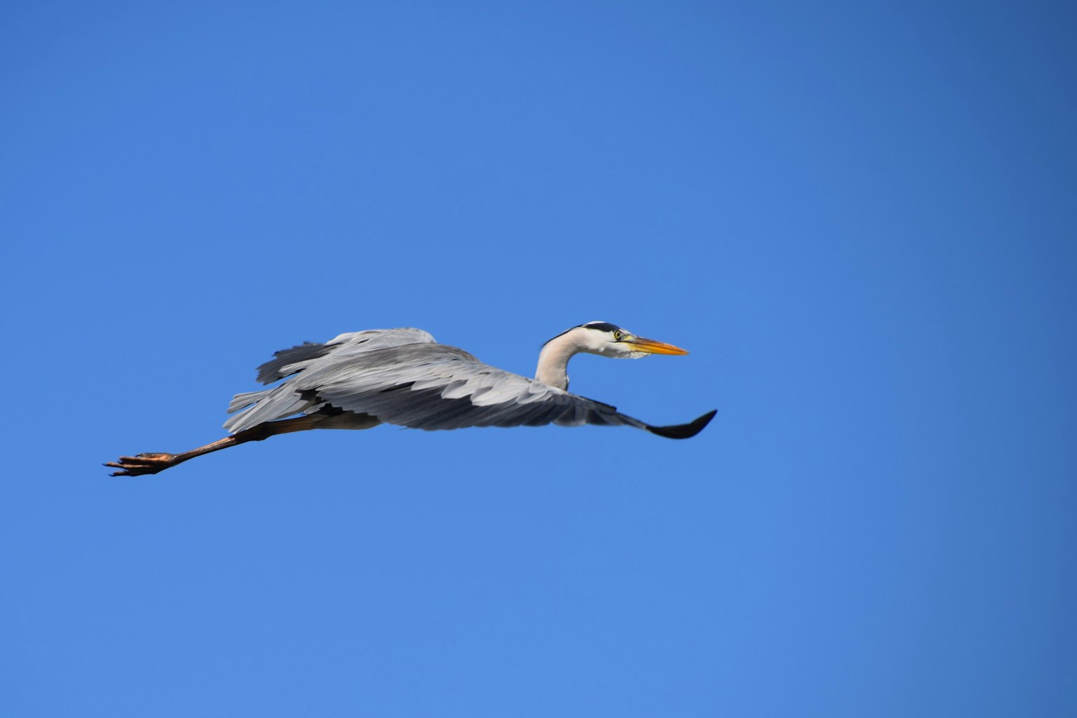 Seekor burung heron terbang di latar belakang langit biru yang cerah
