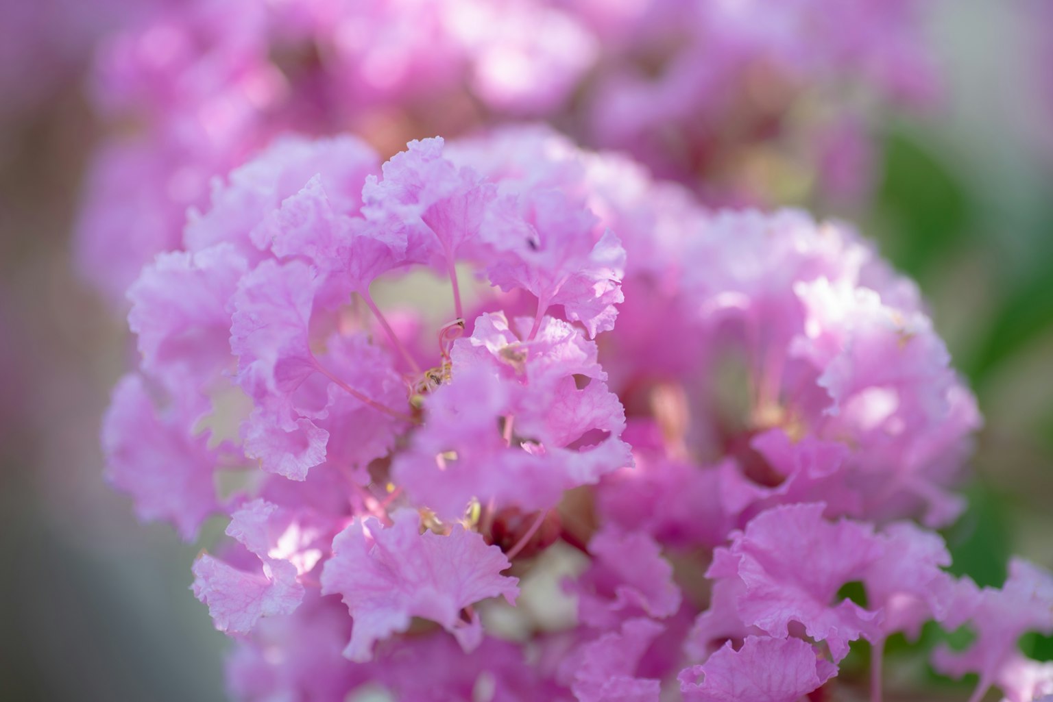 Hermosos racimos de flores rosa suave de una planta de crepe myrtle