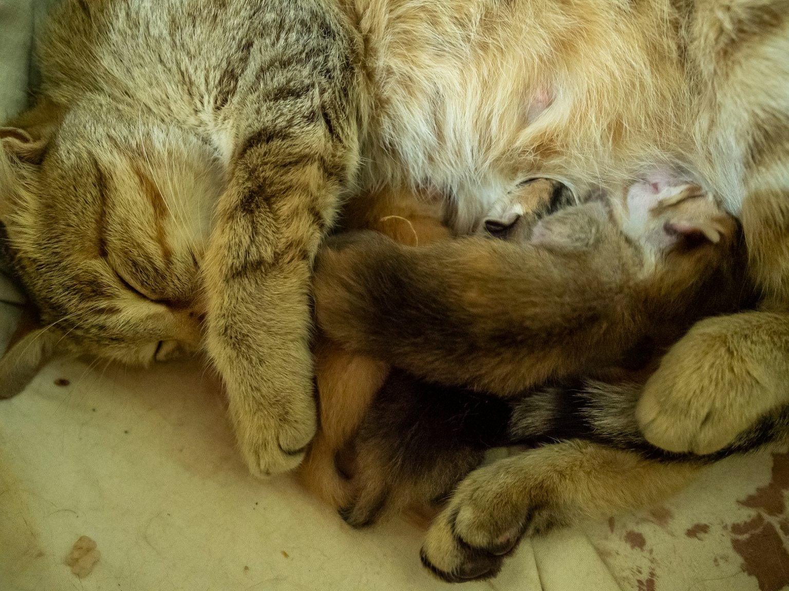 Una madre gata acurrucándose con sus gatitos