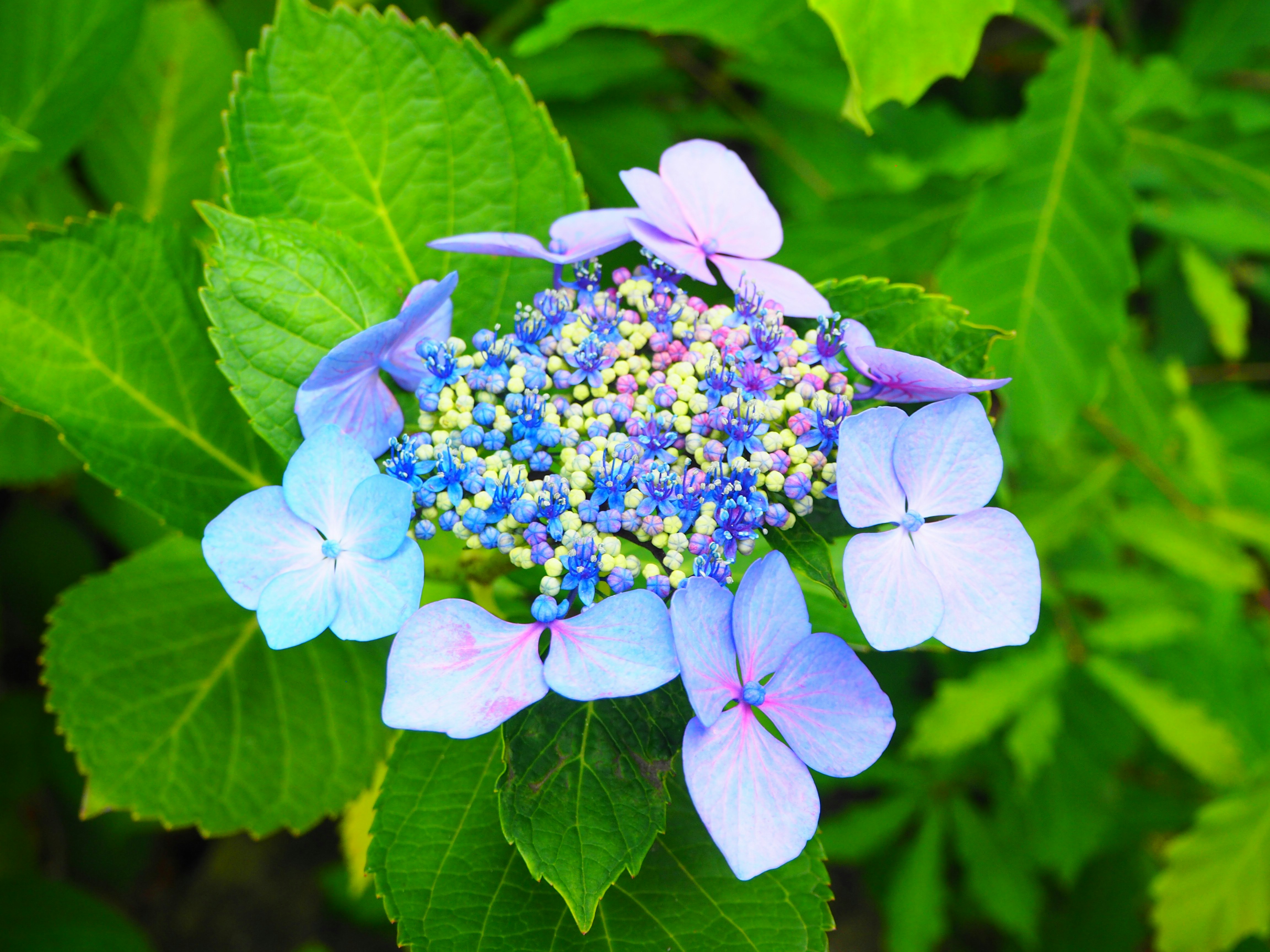 紫陽花の花と青いガクアジサイのクローズアップ