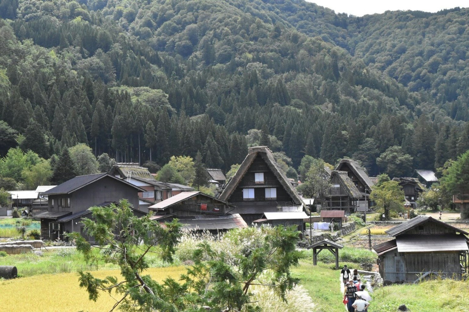 山村中傳統合掌造屋的風景
