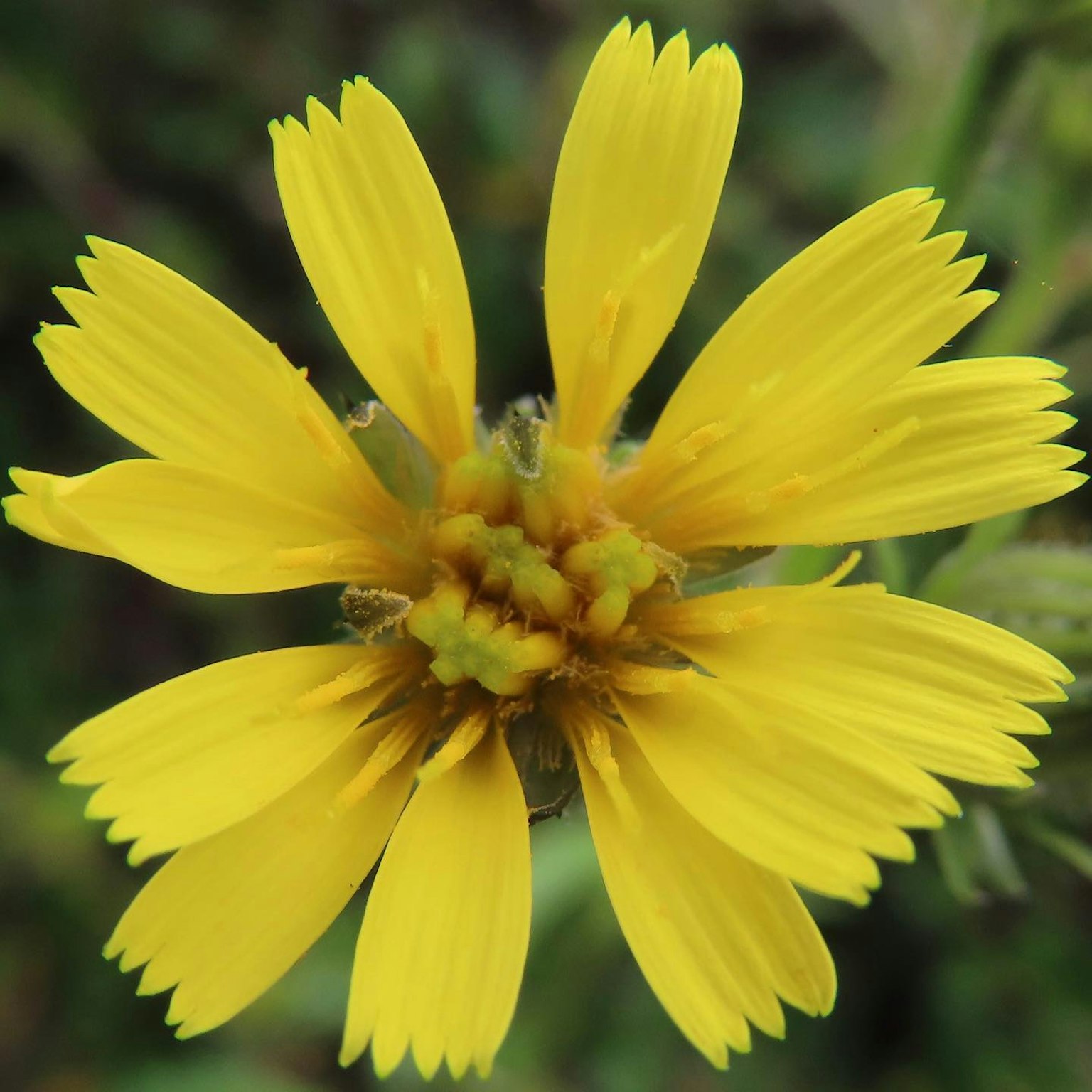 Nahaufnahme einer lebhaften gelben Blume mit langen Blütenblättern