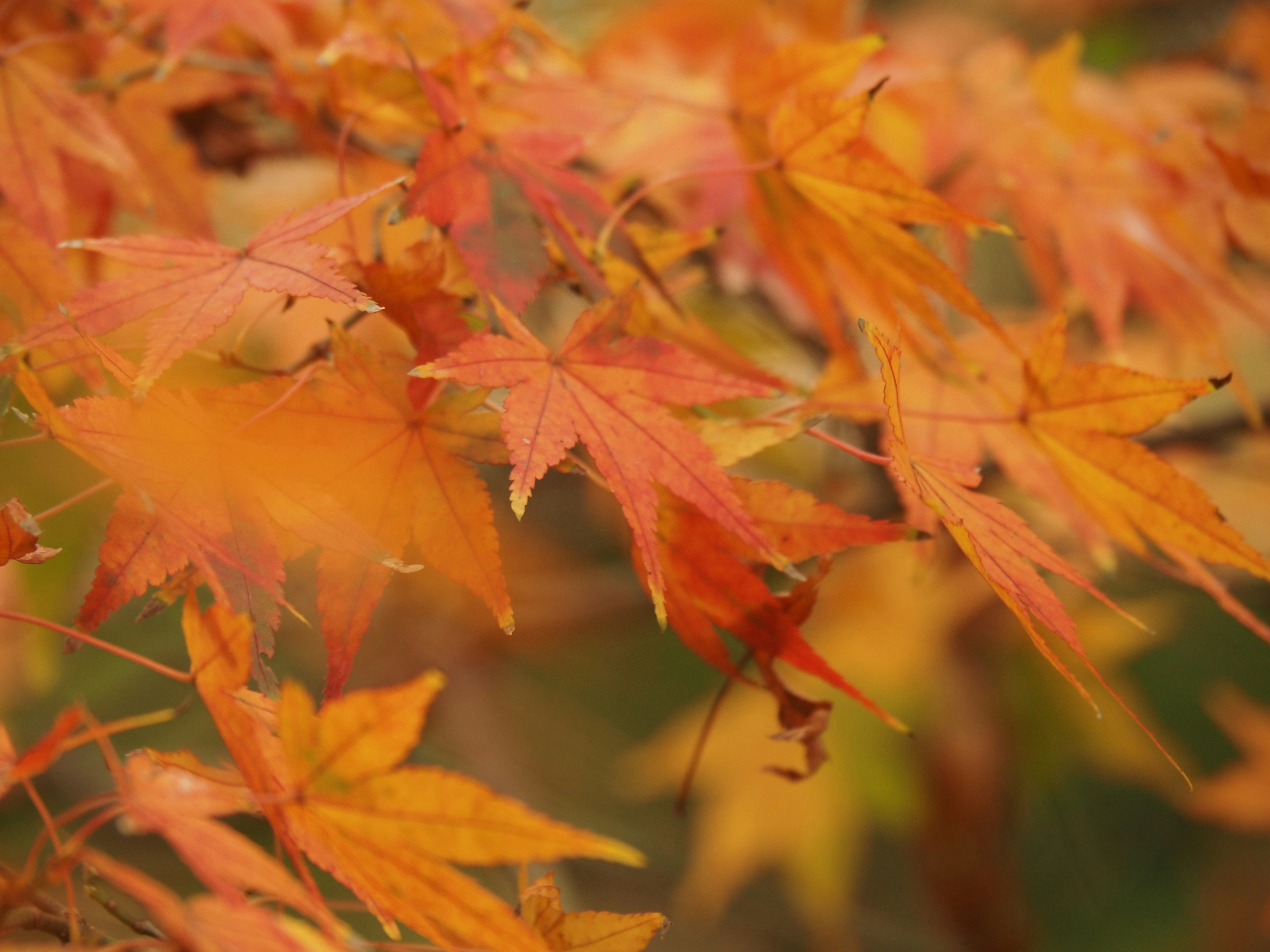 Dichtes Herbstlaub von Ahornblättern in kräftigen Farben
