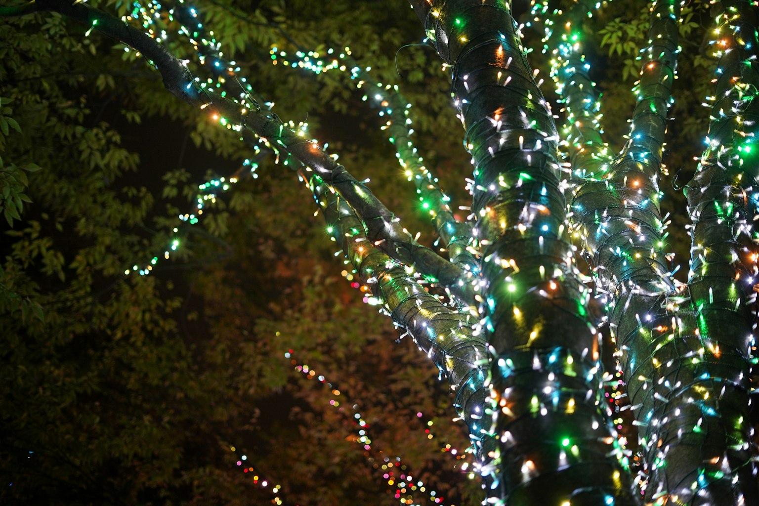 Un arbre décoré de lumières colorées brillantes la nuit
