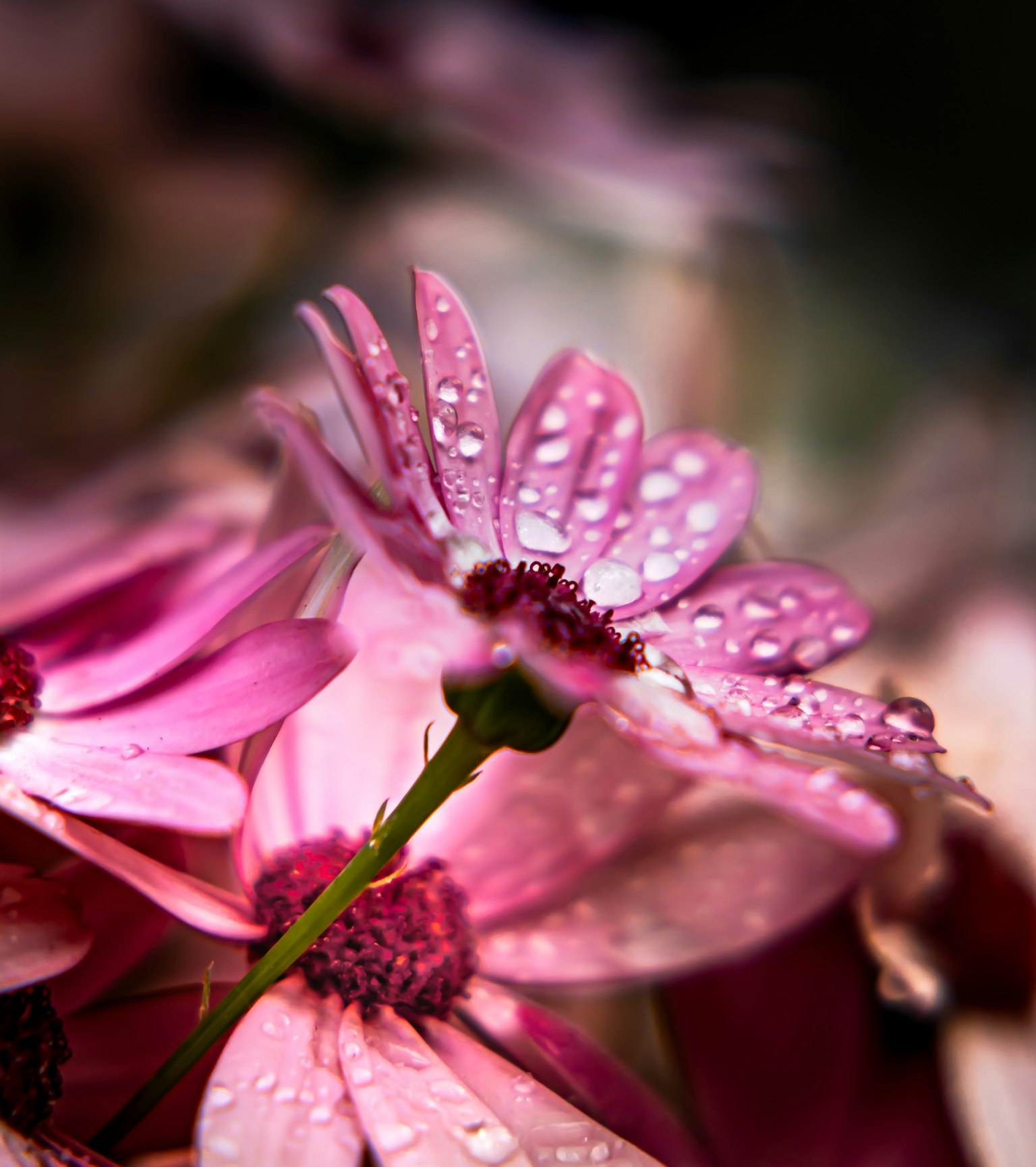 Primer plano de flores rosas con gotas de agua en los pétalos