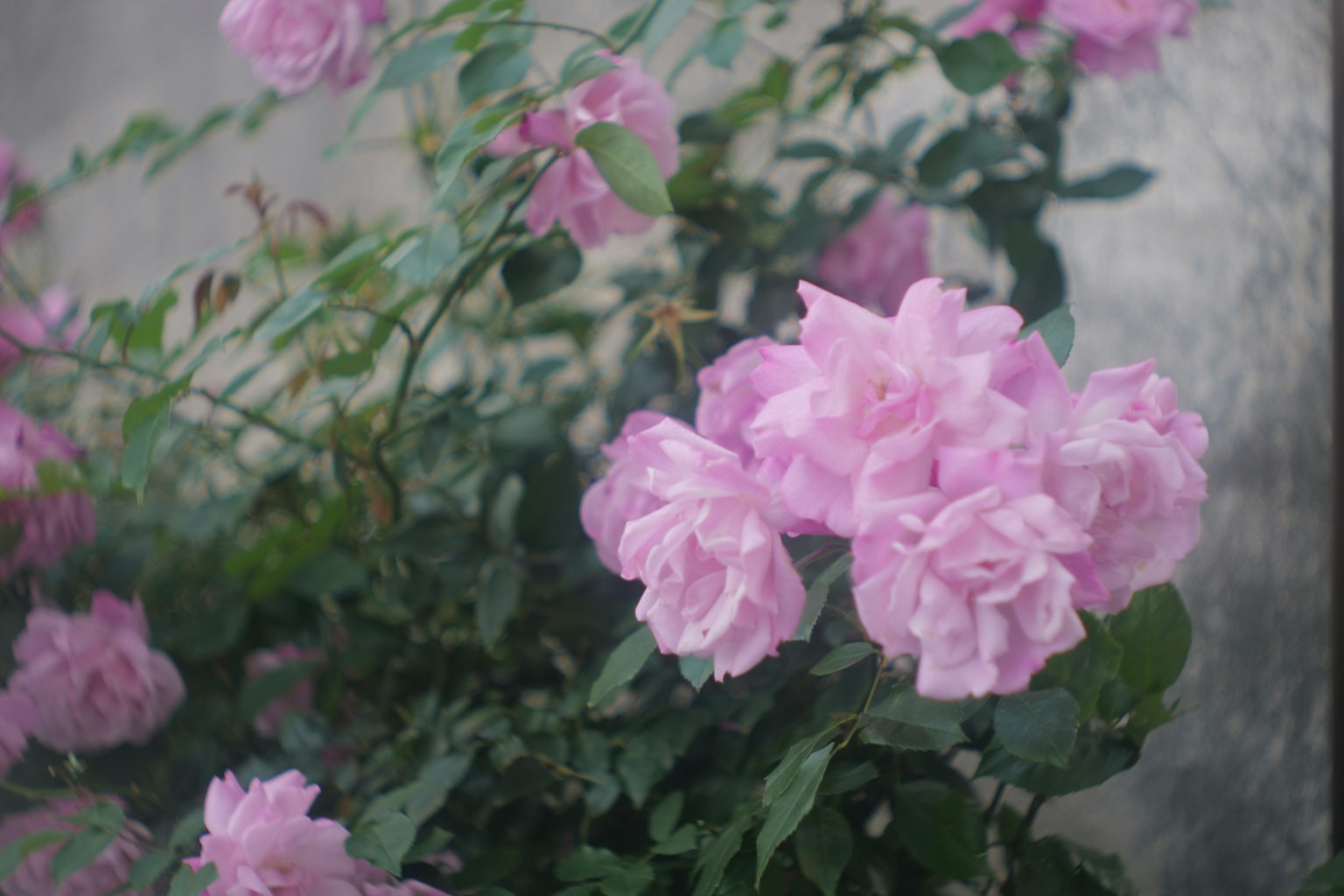 Primo piano di fiori di rosa rosa che sbocciano su una pianta