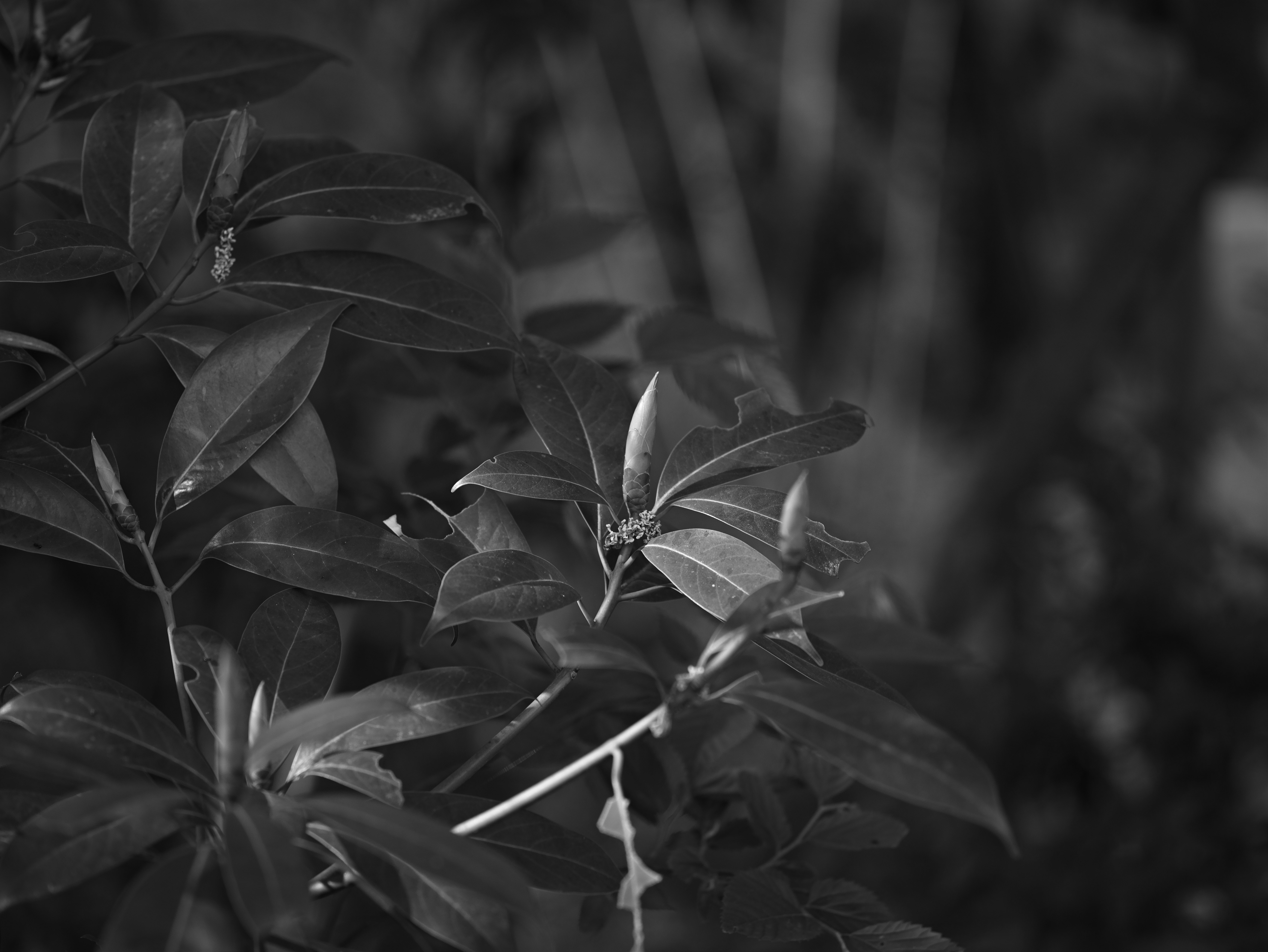 葉に囲まれた植物のクローズアップ