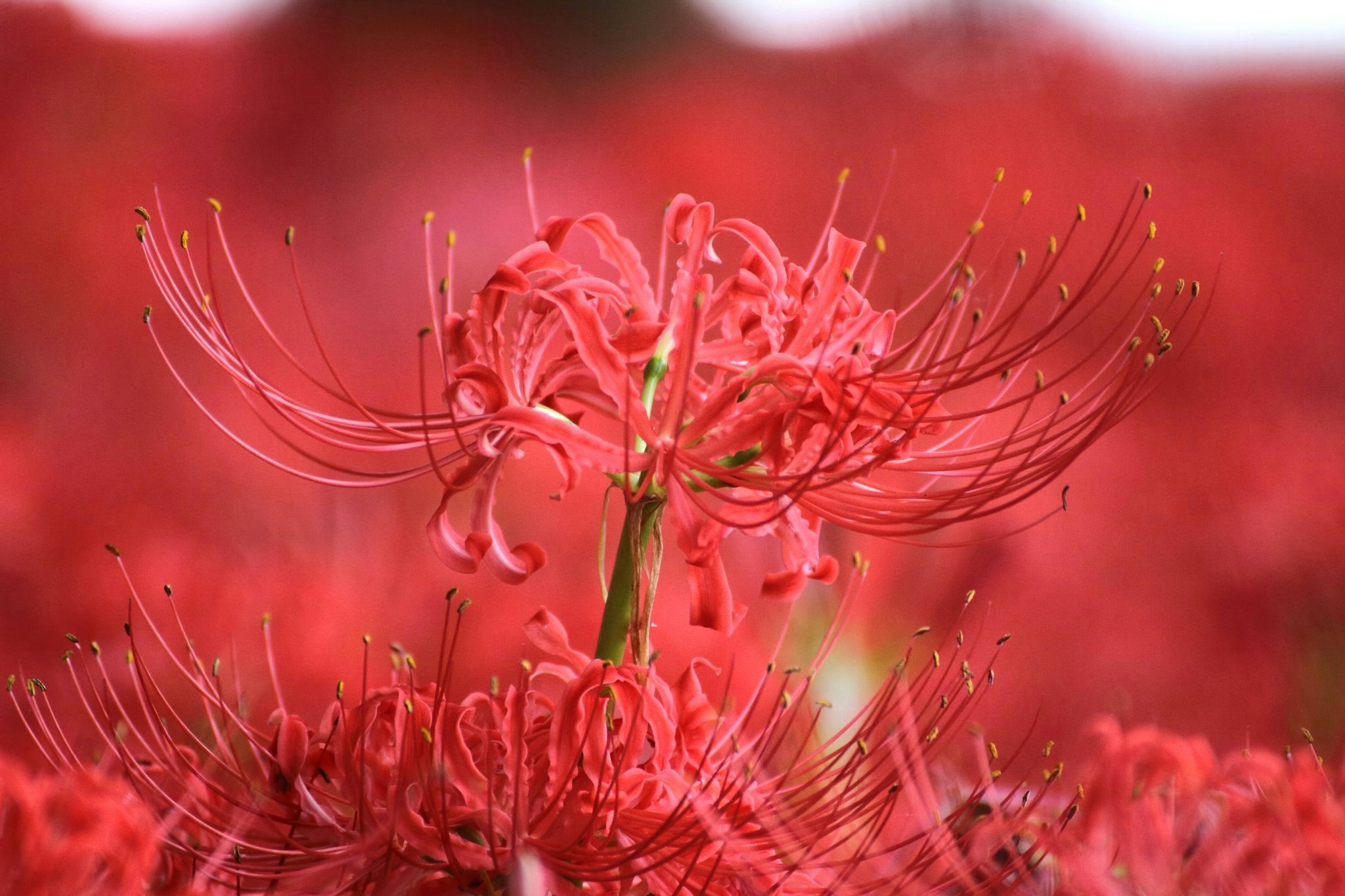 赤い彼岸花の花と細い花弁が背景に広がる画像
