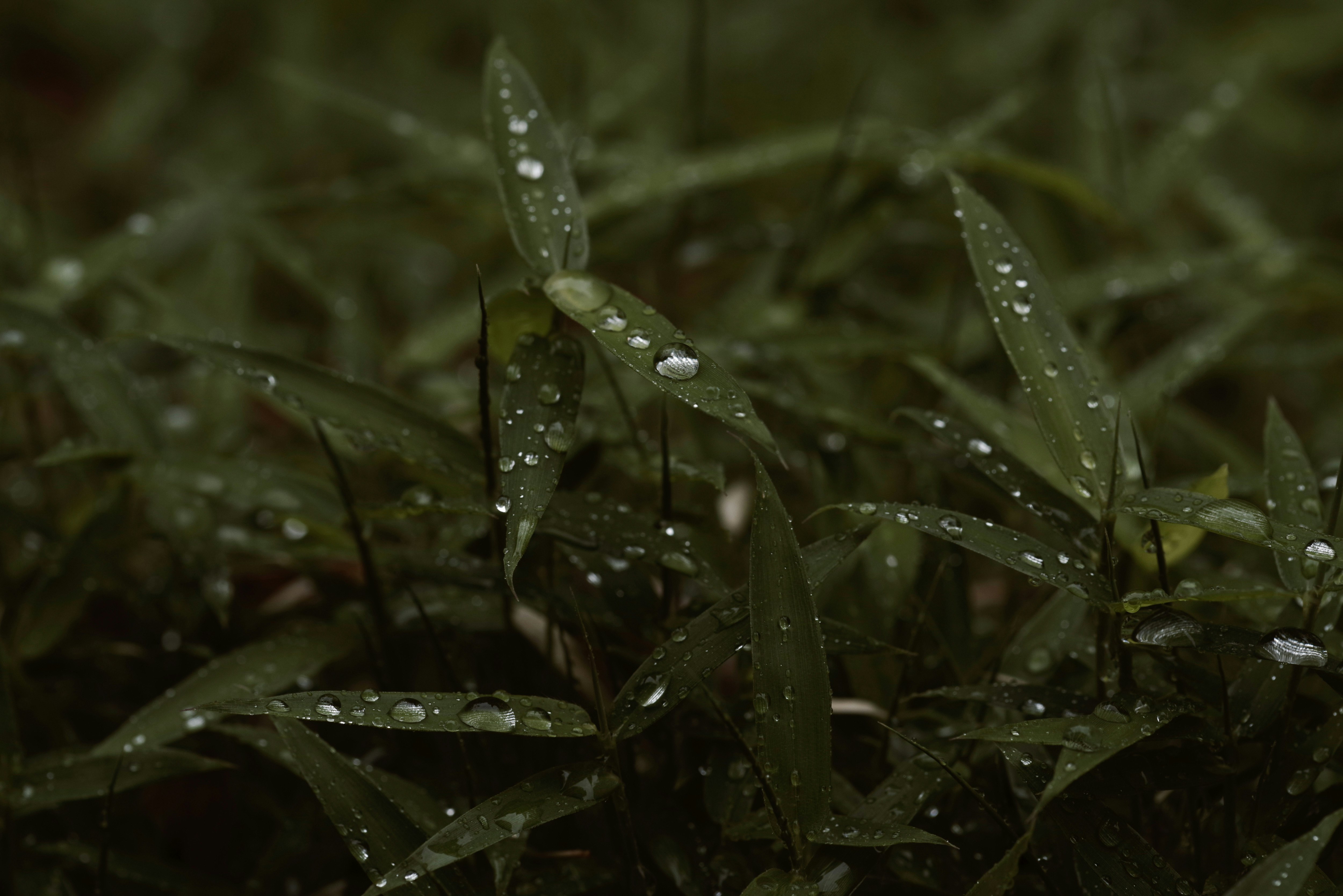笹の葉に付いた雨のしずく