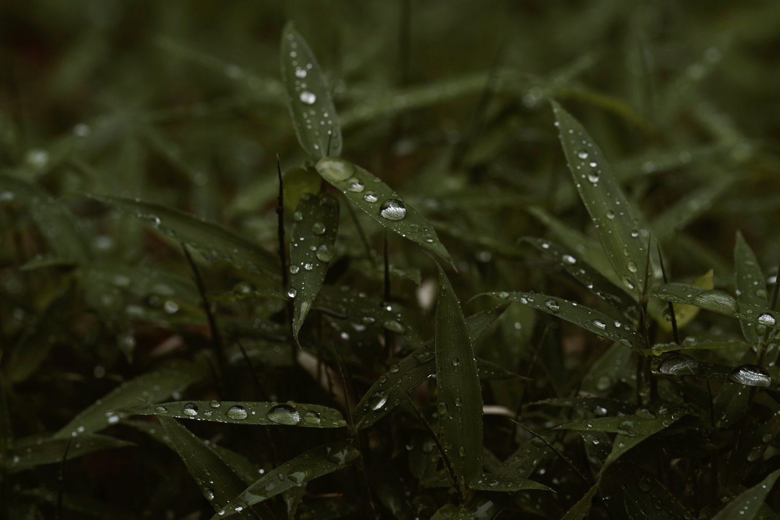 Gros plan de feuilles vertes avec des gouttes d'eau