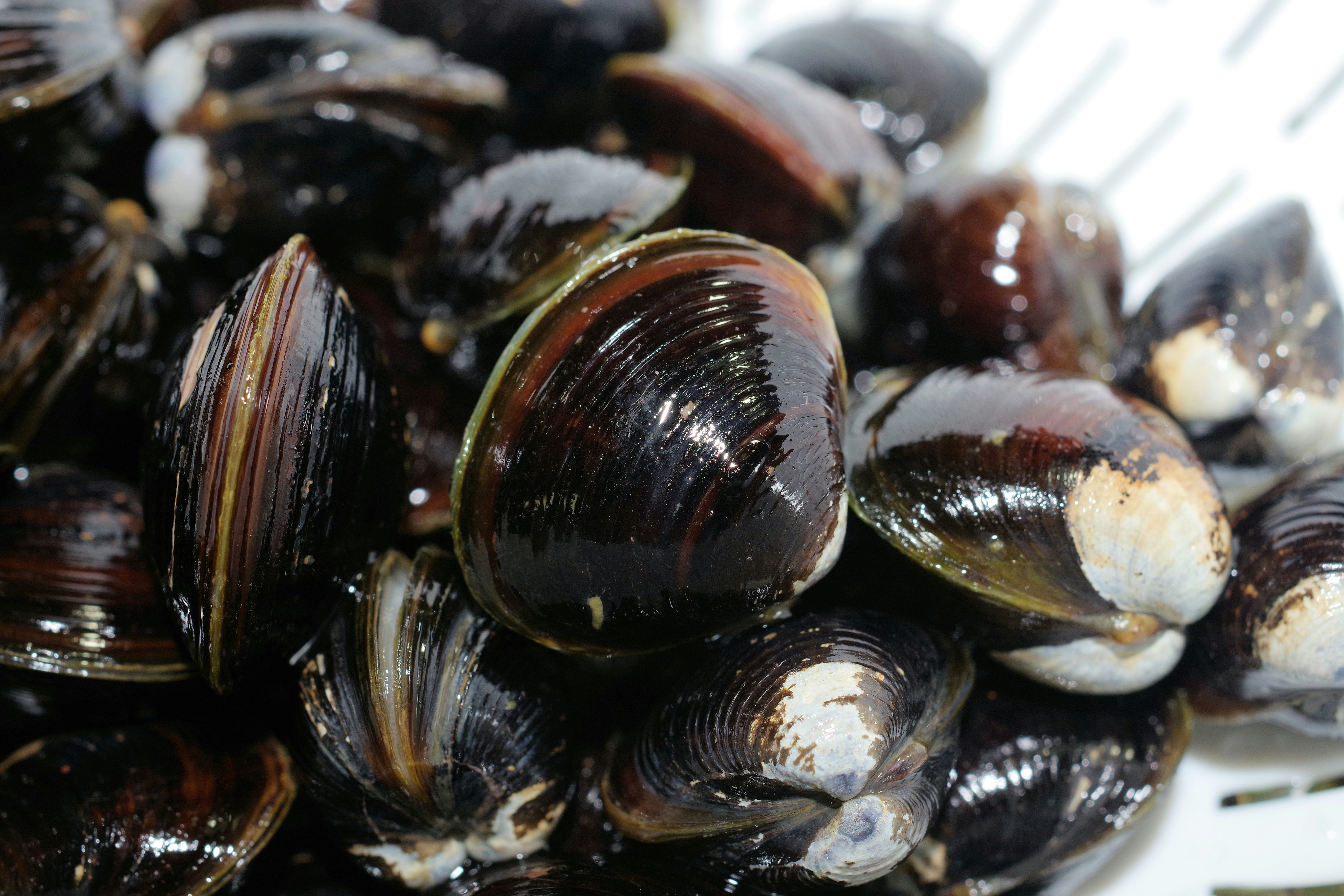 殻付きのムール貝が密集した調理前の海産物