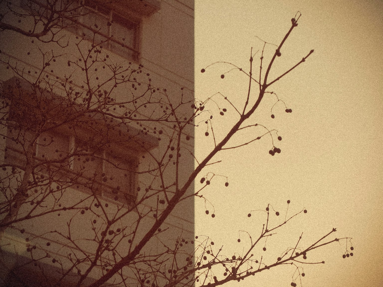 Image de style vintage d'un bâtiment et d'une branche d'arbre nue