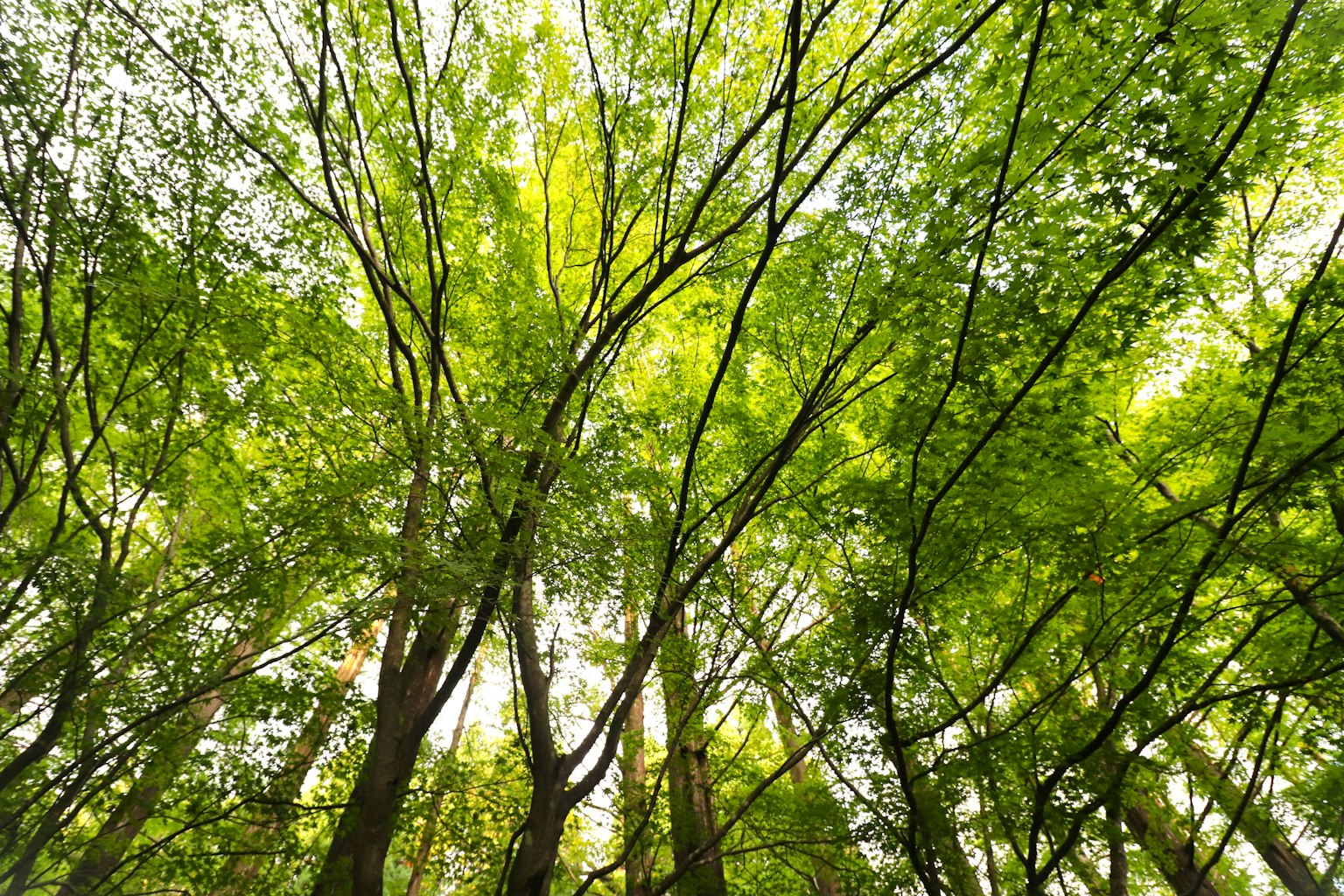 Tampilan kanopi hutan dengan daun hijau subur dan sinar matahari yang menyaring melalui pepohonan