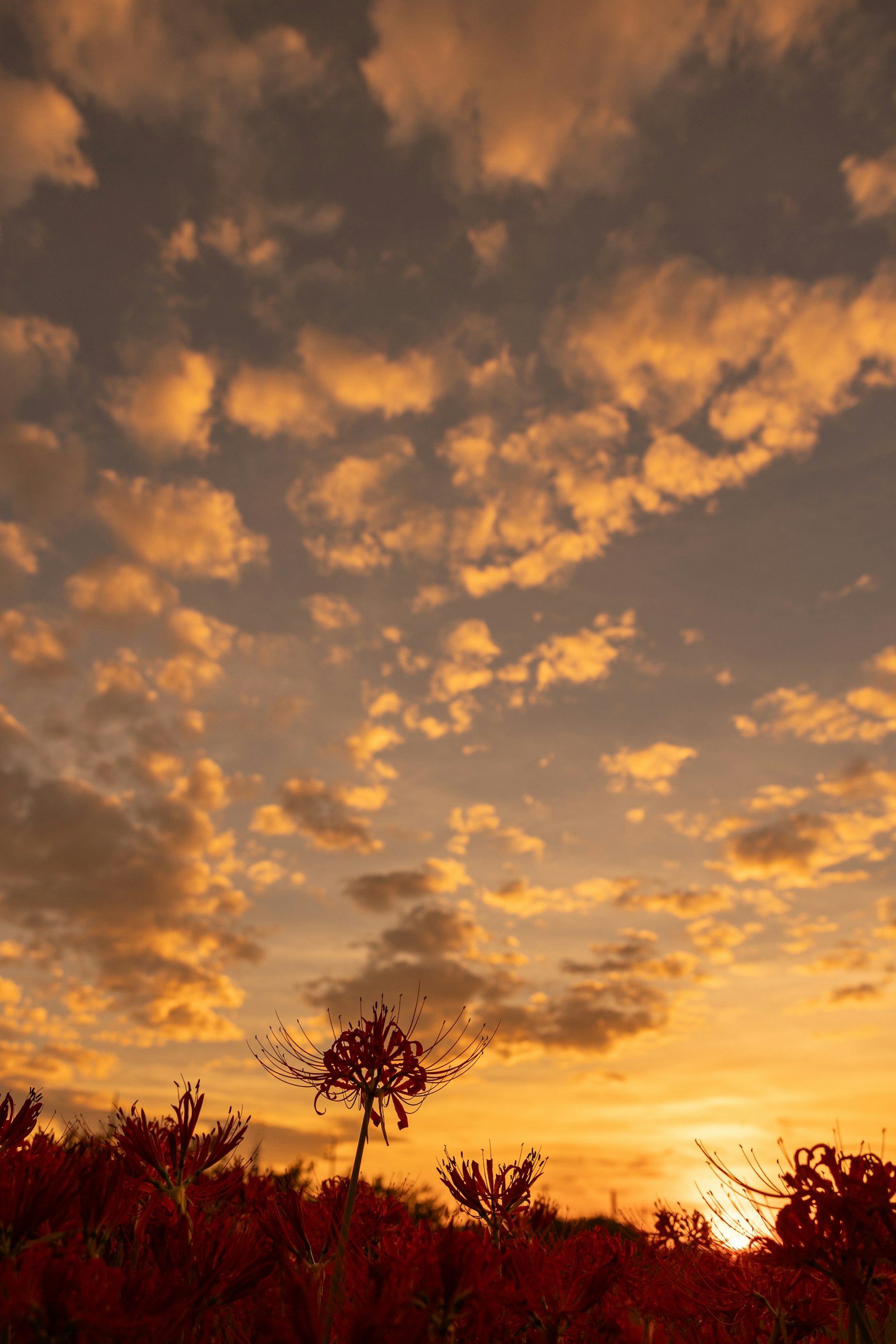 Nubes naranjas en un cielo al atardecer con árboles en silueta