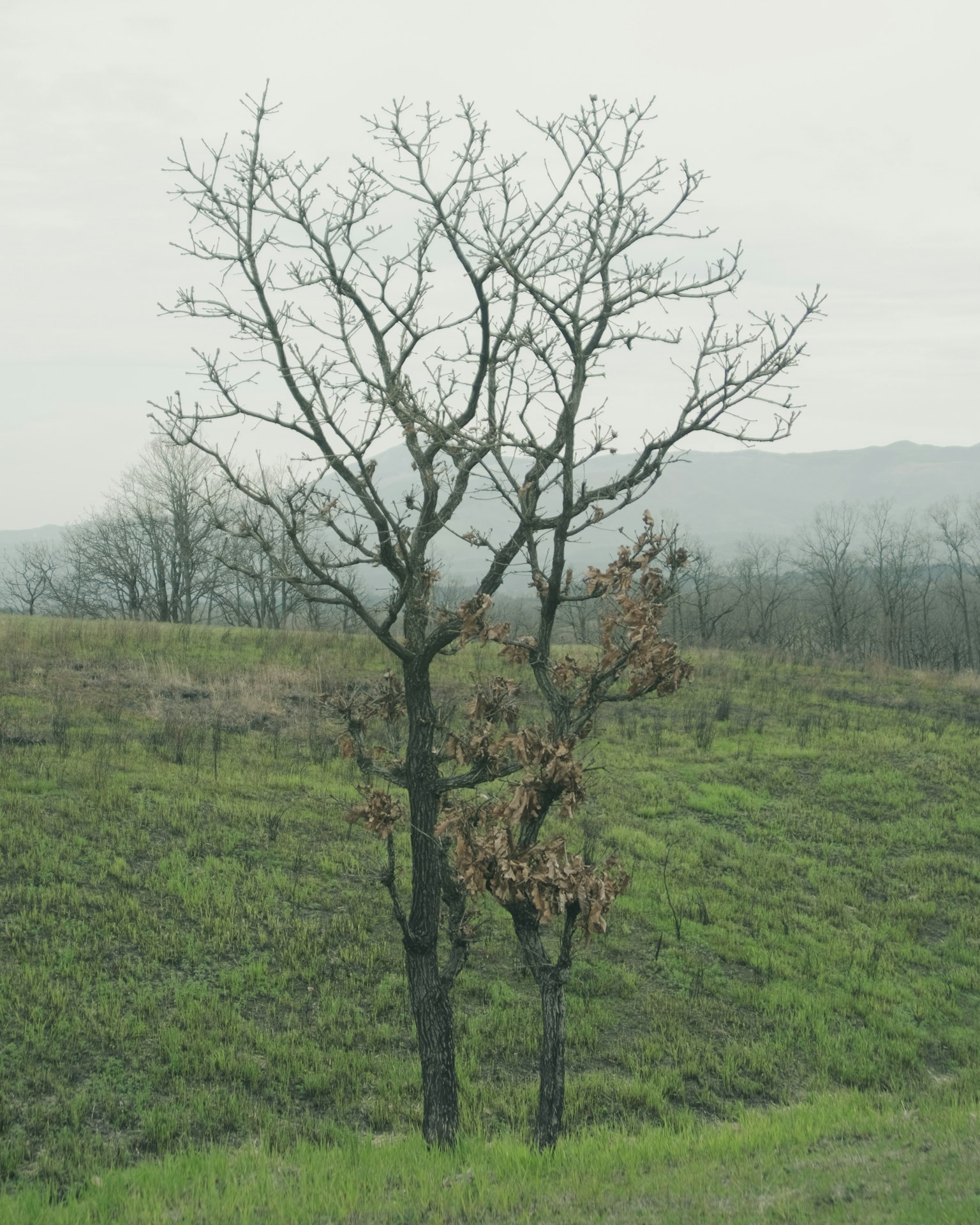 A bare tree with a few leaves in a green grassy landscape