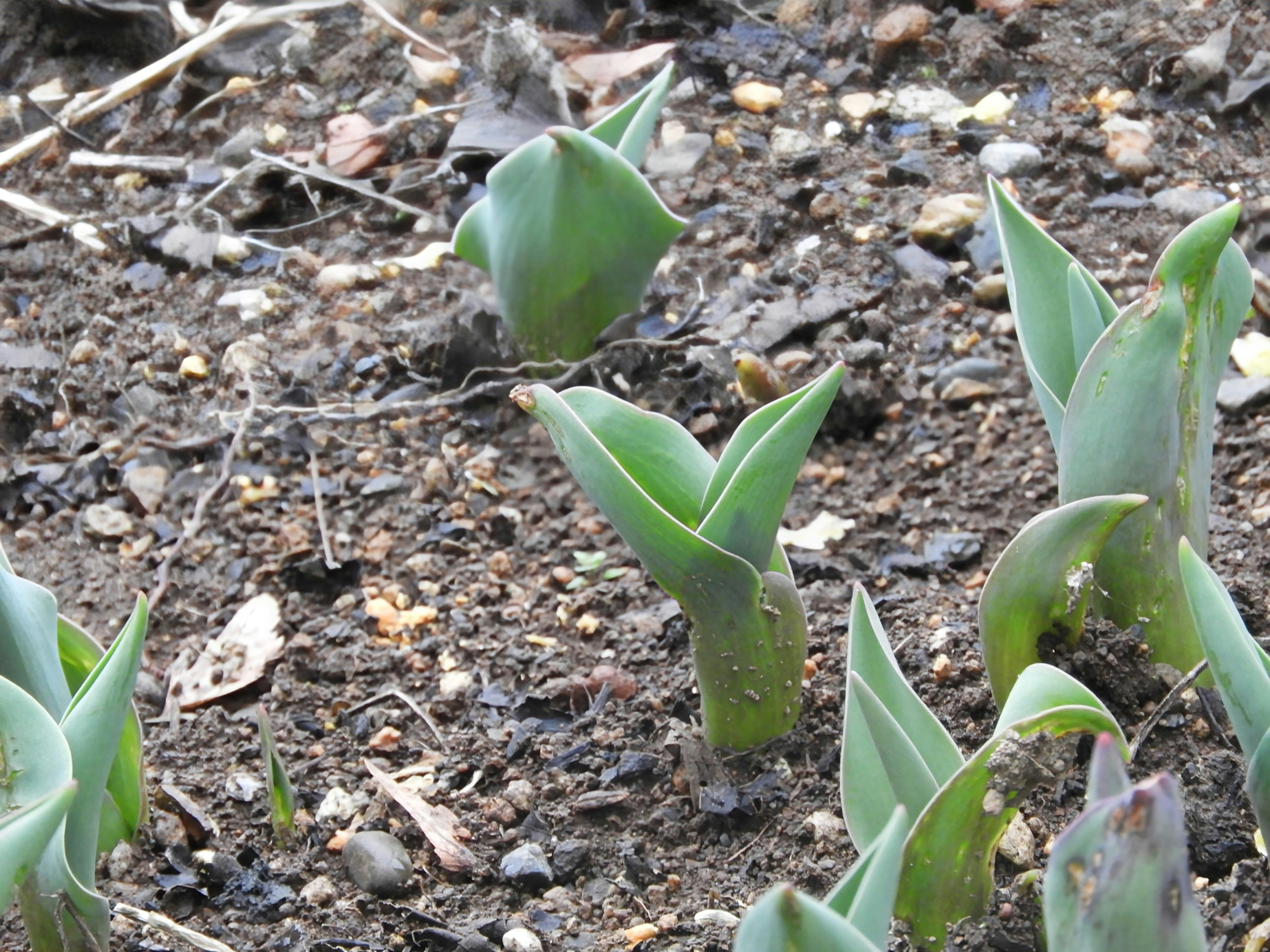 Fresh green sprouts growing from soil