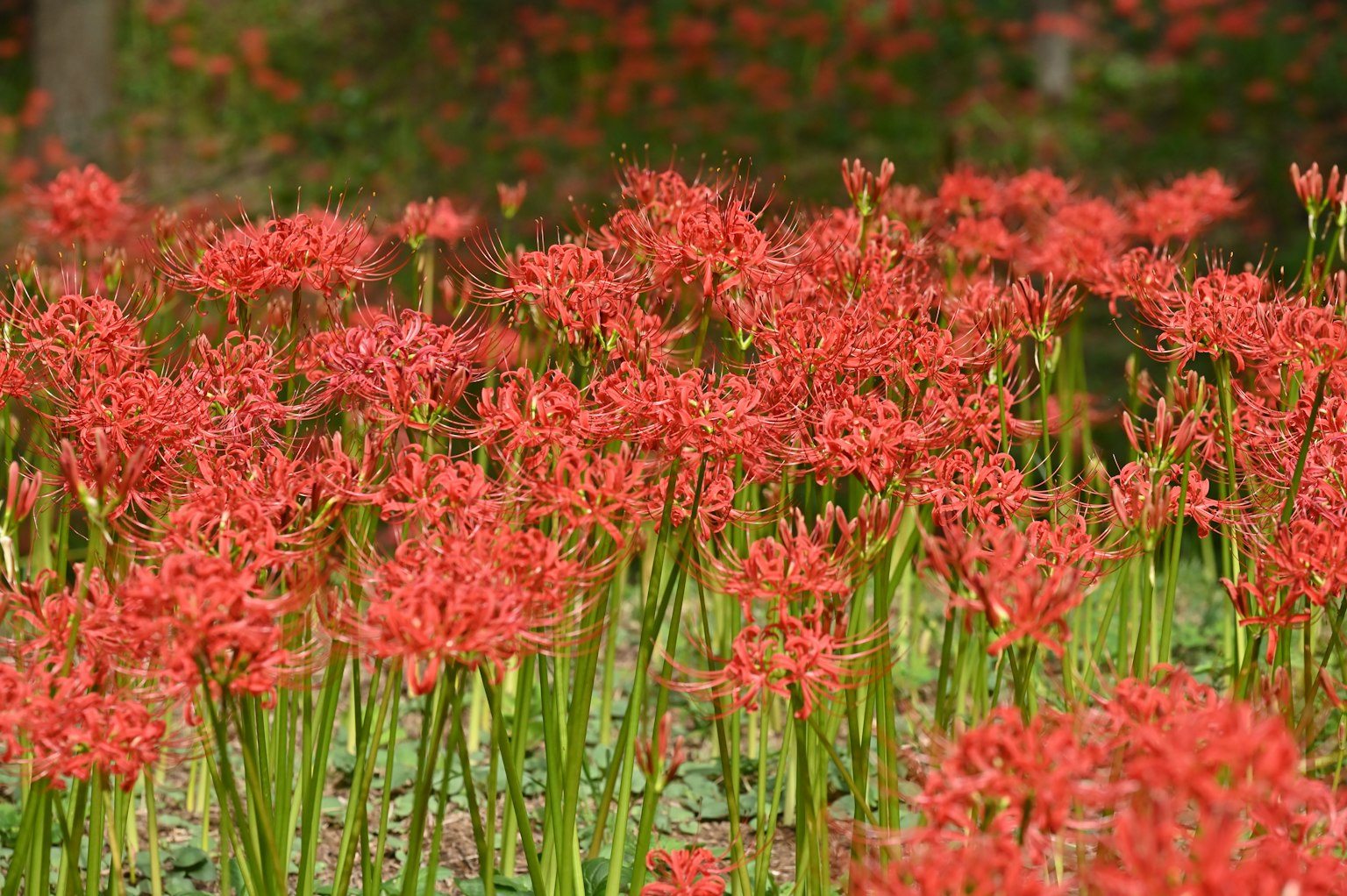 Un champ vibrant de lys araignées rouges en fleurs