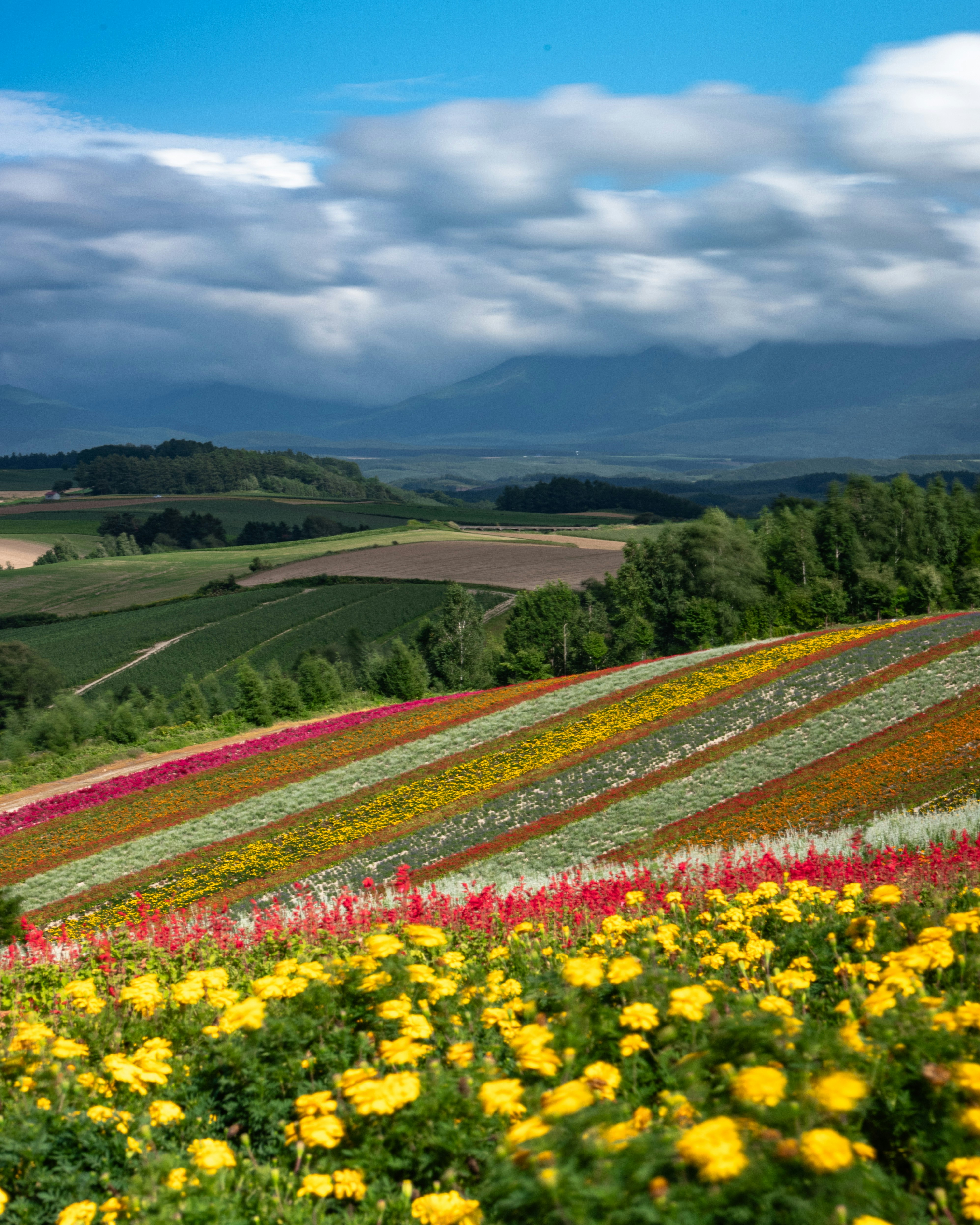 新緑の花畑が広がる丘陵の風景